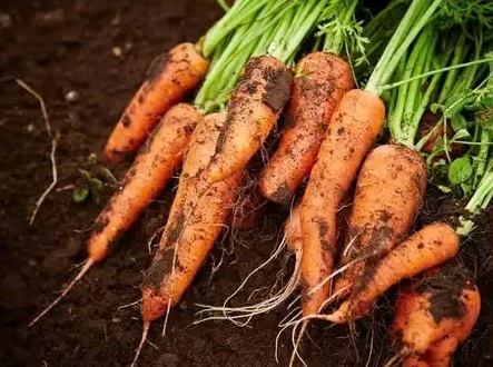 3 loại củ giúp tăng cường trí nhớ, loại đầu bảng chợ Việt có rất nhiều- Ảnh 2.