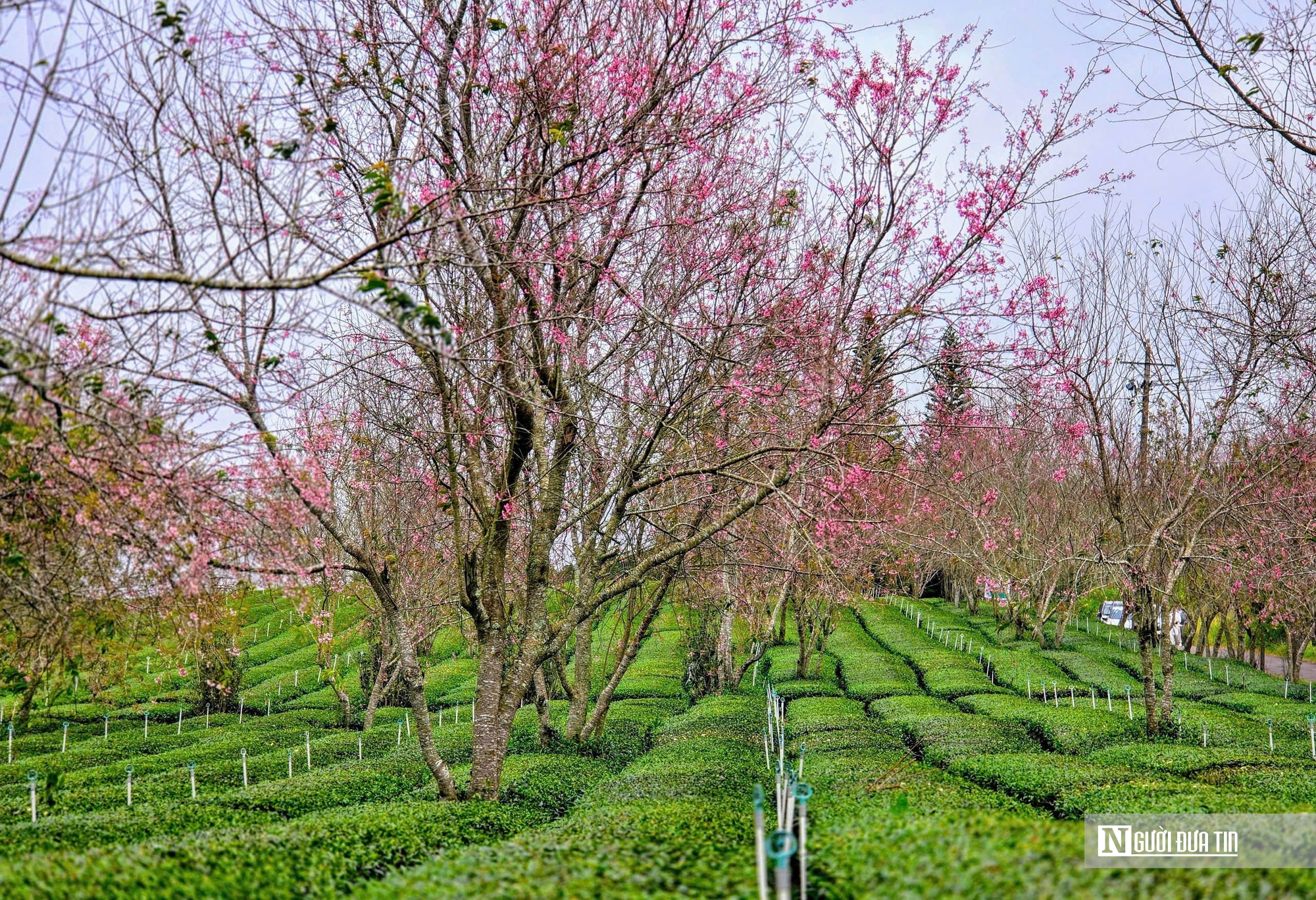 Lễ hội hoa Mai Anh Đ&agrave;o &ndash; c&uacute; h&iacute;ch cho du lịch Đ&agrave; Lạt m&ugrave;a cao điểm - Ảnh 2.