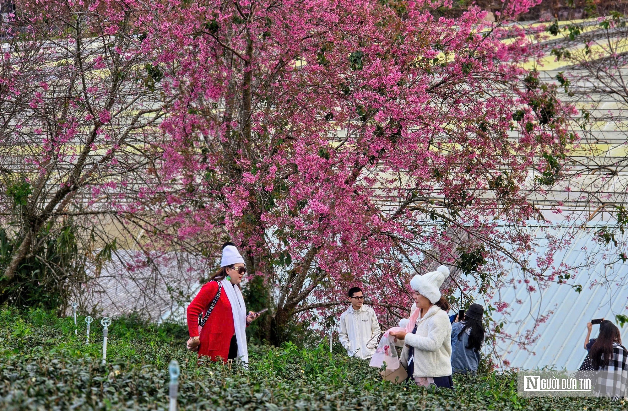Lễ hội hoa Mai Anh Đ&agrave;o &ndash; c&uacute; h&iacute;ch cho du lịch Đ&agrave; Lạt m&ugrave;a cao điểm - Ảnh 4.