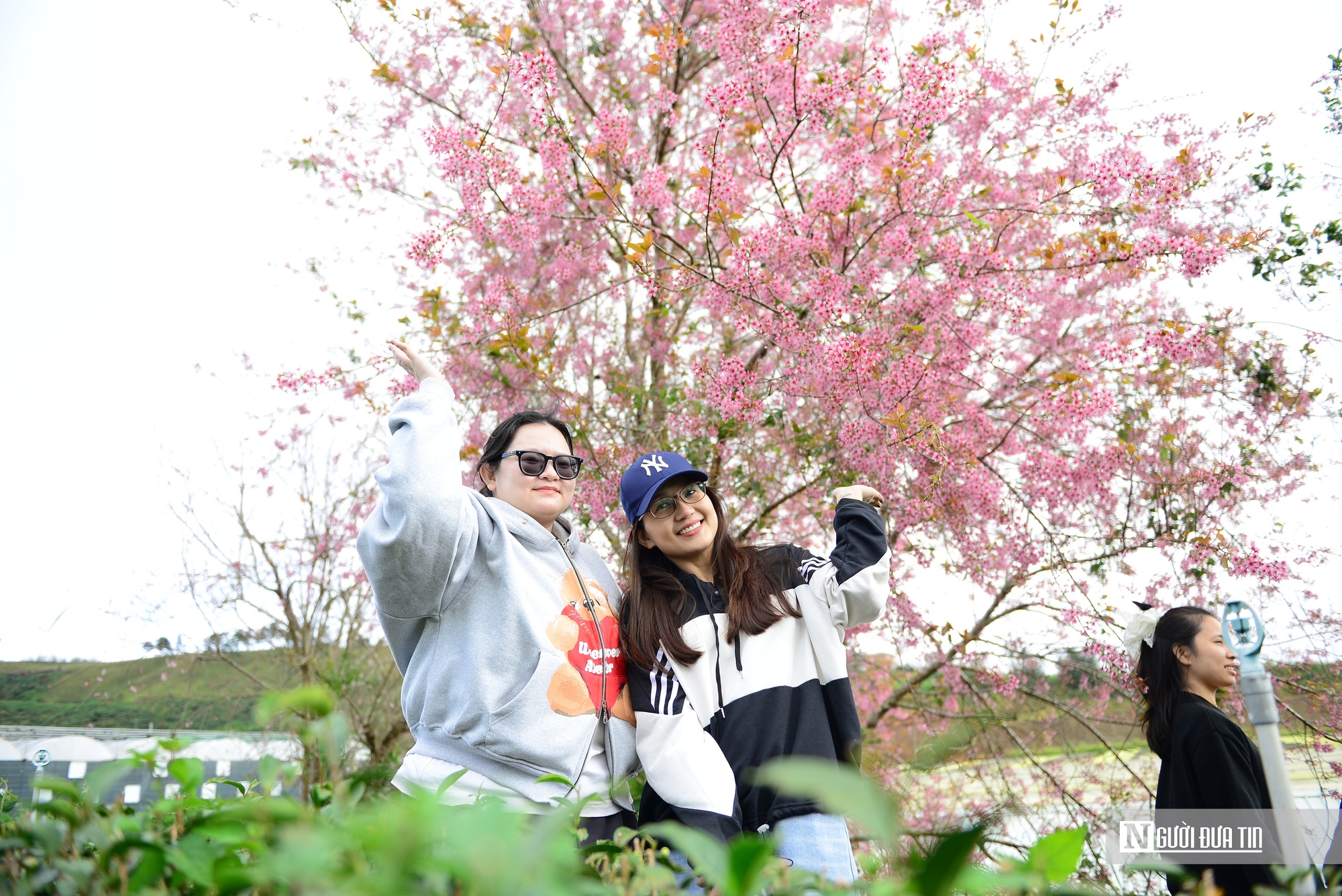 Lễ hội hoa Mai Anh Đ&agrave;o &ndash; c&uacute; h&iacute;ch cho du lịch Đ&agrave; Lạt m&ugrave;a cao điểm - Ảnh 6.