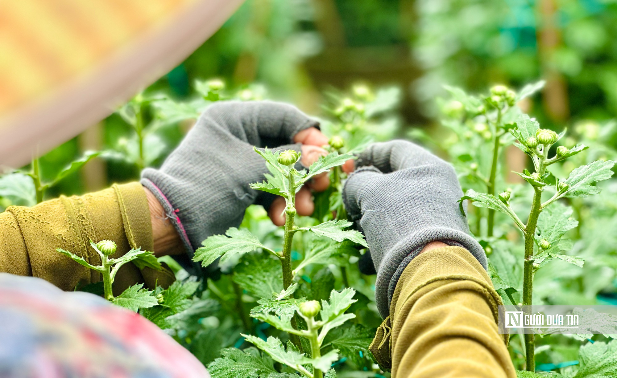 Chưa tới Tết, nhiều nhà vườn ở Quảng Ngãi đã bán sạch hoa- Ảnh 3.