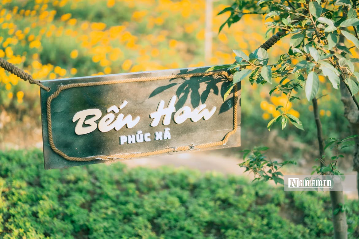 Vườn hoa c&uacute;c bướm nở rộ, nhuộm sắc xu&acirc;n dưới ch&acirc;n cầu Long Bi&ecirc;n - Ảnh 1.