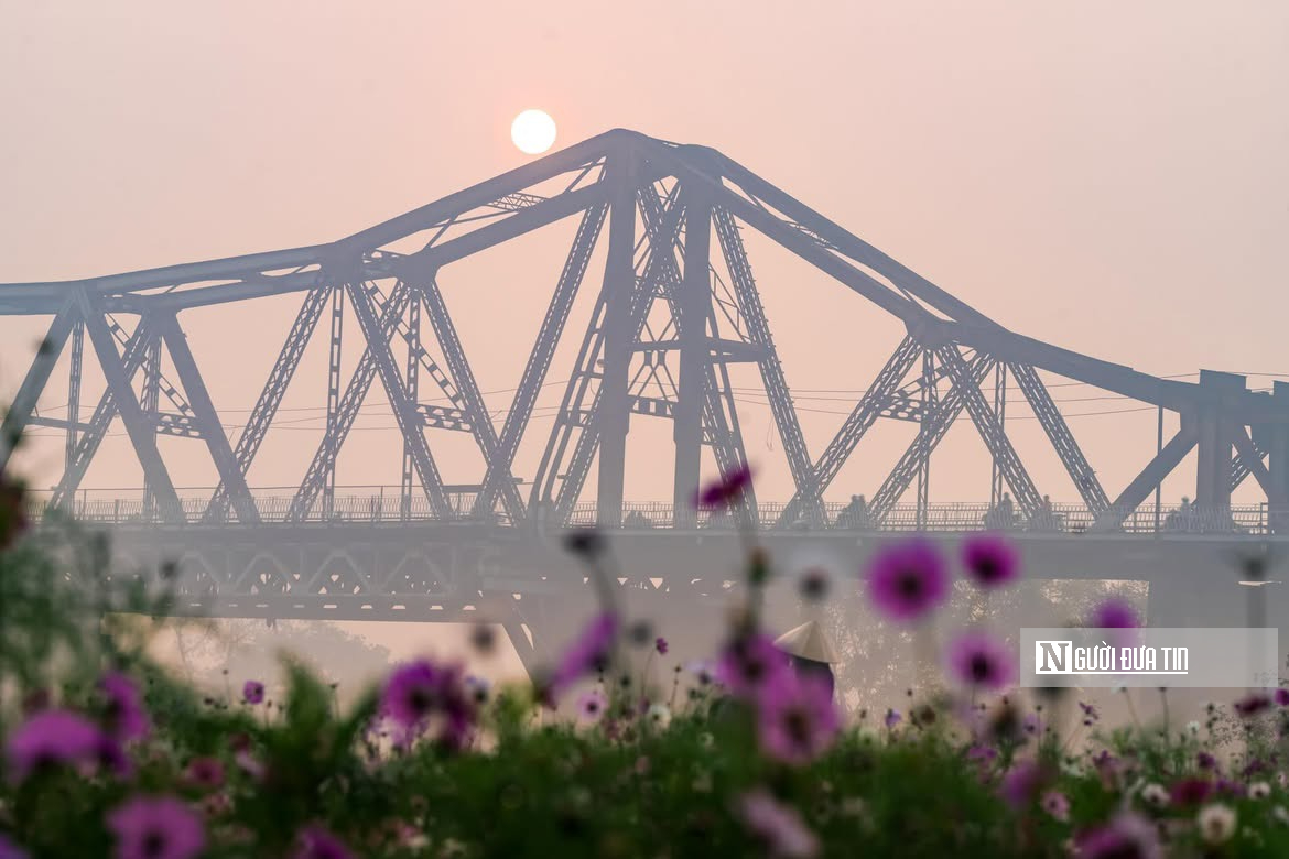 Vườn hoa c&uacute;c bướm nở rộ, nhuộm sắc xu&acirc;n dưới ch&acirc;n cầu Long Bi&ecirc;n - Ảnh 2.