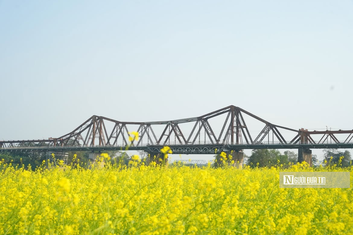 Vườn hoa c&uacute;c bướm nở rộ, nhuộm sắc xu&acirc;n dưới ch&acirc;n cầu Long Bi&ecirc;n - Ảnh 3.