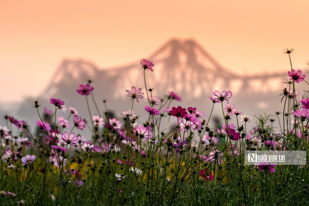 Vườn hoa c&uacute;c bướm nở rộ, nhuộm sắc xu&acirc;n dưới ch&acirc;n cầu Long Bi&ecirc;n - Ảnh 4.