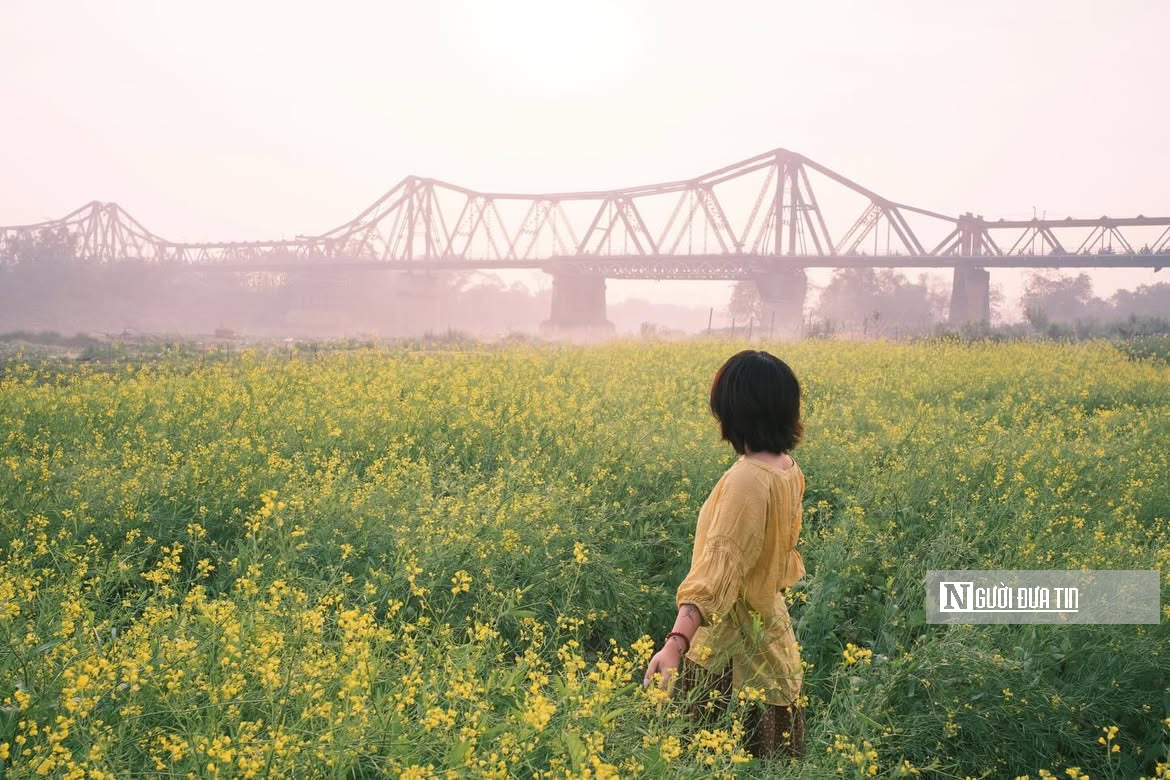 Vườn hoa c&uacute;c bướm nở rộ, nhuộm sắc xu&acirc;n dưới ch&acirc;n cầu Long Bi&ecirc;n - Ảnh 5.