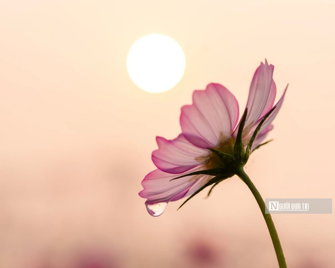 Vườn hoa c&uacute;c bướm nở rộ, nhuộm sắc xu&acirc;n dưới ch&acirc;n cầu Long Bi&ecirc;n - Ảnh 6.