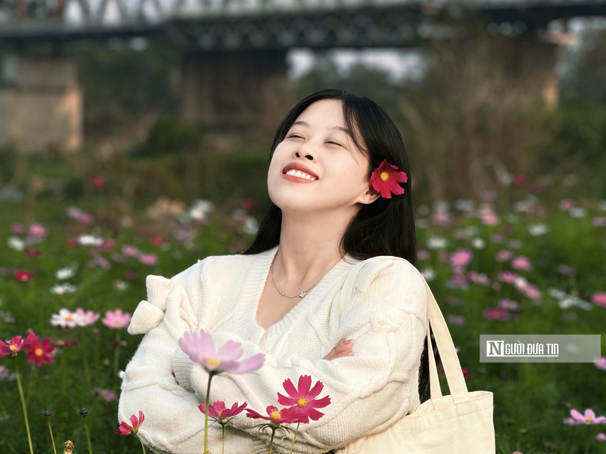 Vườn hoa c&uacute;c bướm nở rộ, nhuộm sắc xu&acirc;n dưới ch&acirc;n cầu Long Bi&ecirc;n - Ảnh 10.