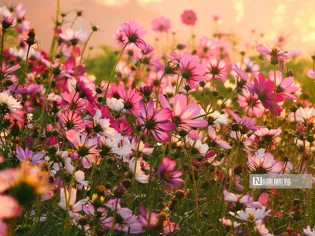 Vườn hoa c&uacute;c bướm nở rộ, nhuộm sắc xu&acirc;n dưới ch&acirc;n cầu Long Bi&ecirc;n - Ảnh 11.