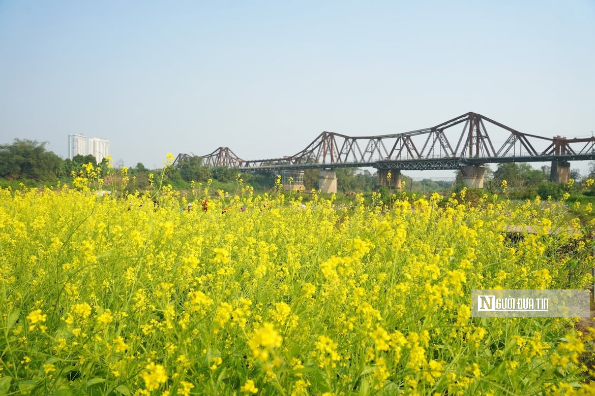 Vườn hoa c&uacute;c bướm nở rộ, nhuộm sắc xu&acirc;n dưới ch&acirc;n cầu Long Bi&ecirc;n - Ảnh 13.