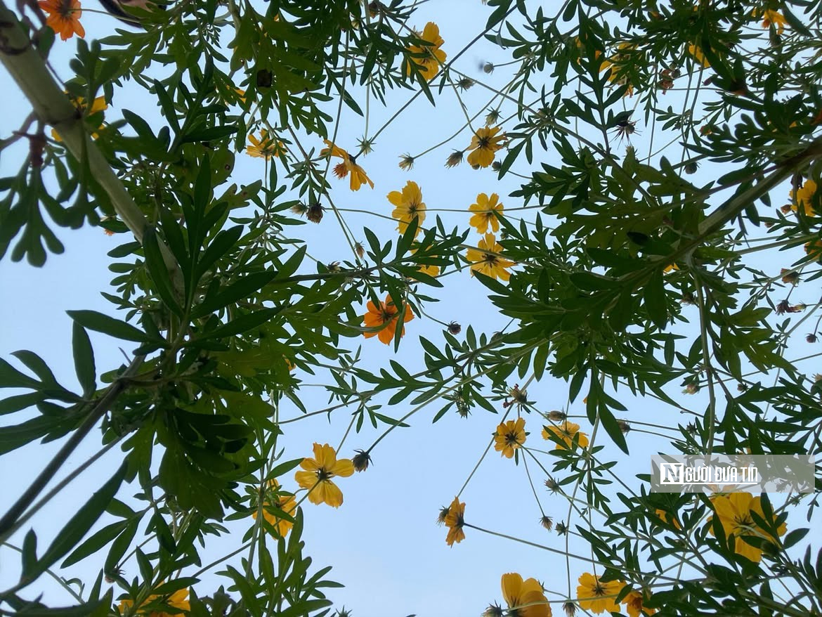 Vườn hoa c&uacute;c bướm nở rộ, nhuộm sắc xu&acirc;n dưới ch&acirc;n cầu Long Bi&ecirc;n - Ảnh 14.