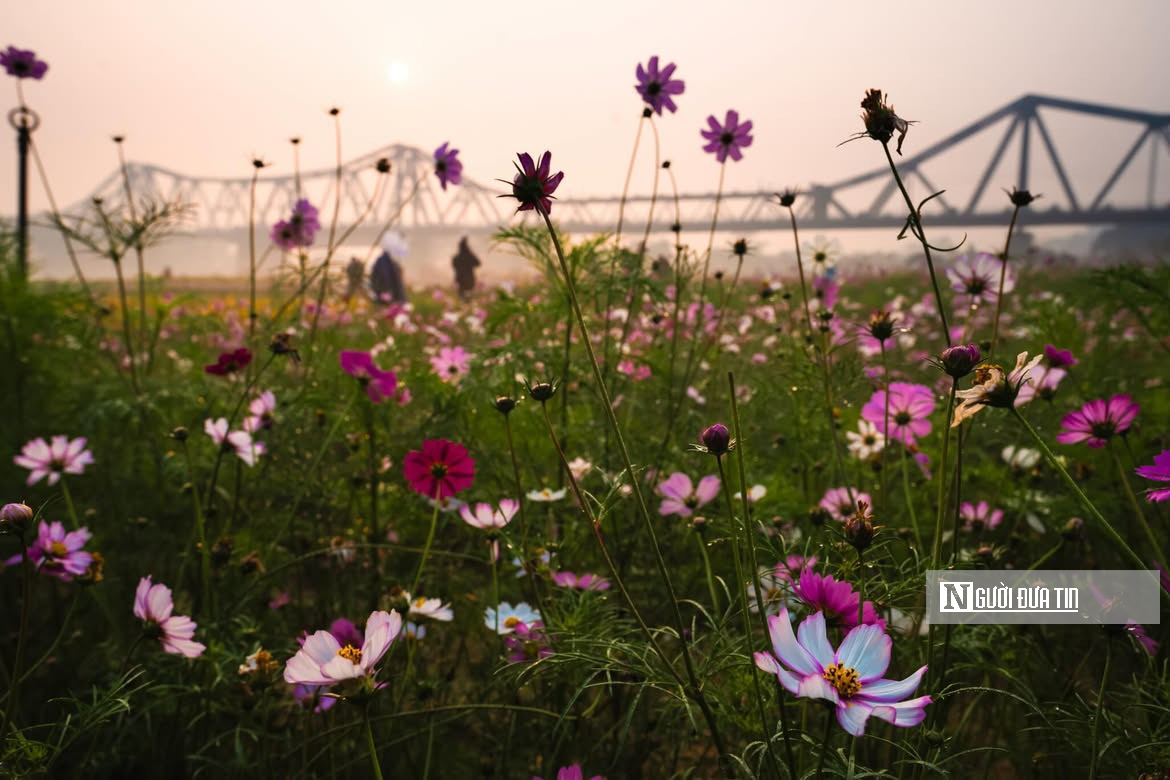 Vườn hoa c&uacute;c bướm nở rộ, nhuộm sắc xu&acirc;n dưới ch&acirc;n cầu Long Bi&ecirc;n - Ảnh 15.