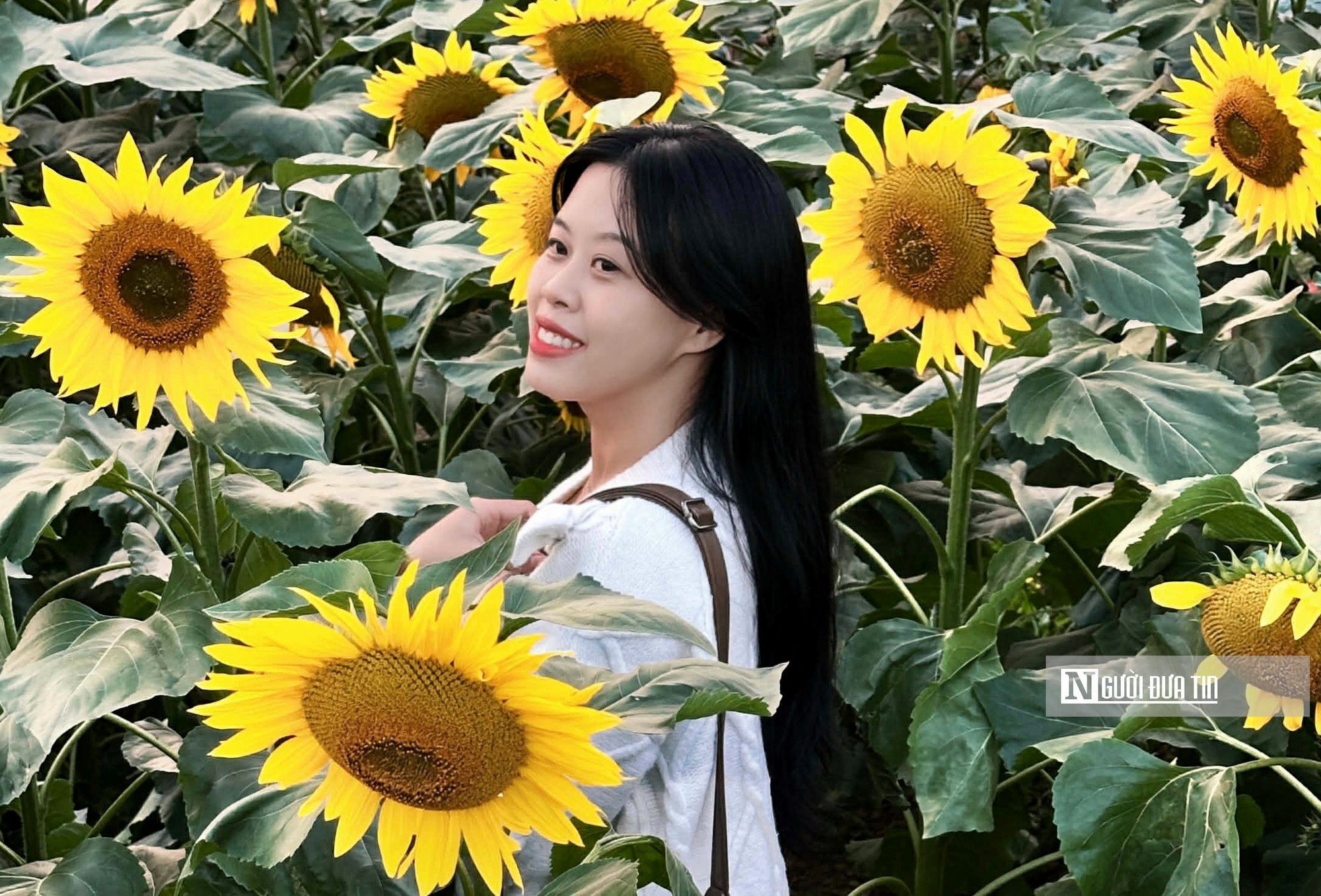 Vườn hoa c&uacute;c bướm nở rộ, nhuộm sắc xu&acirc;n dưới ch&acirc;n cầu Long Bi&ecirc;n - Ảnh 12.