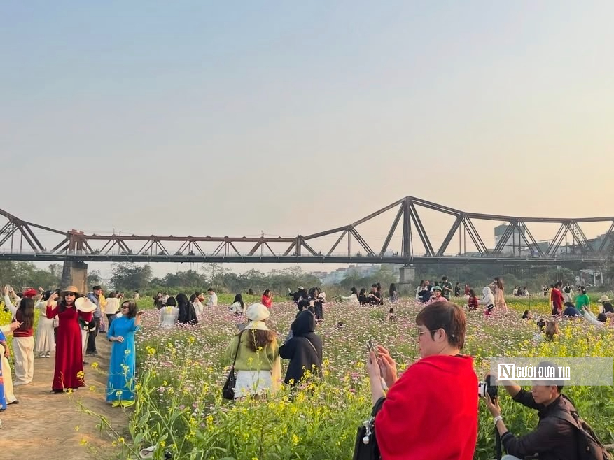 Vườn hoa c&uacute;c bướm nở rộ, nhuộm sắc xu&acirc;n dưới ch&acirc;n cầu Long Bi&ecirc;n - Ảnh 7.