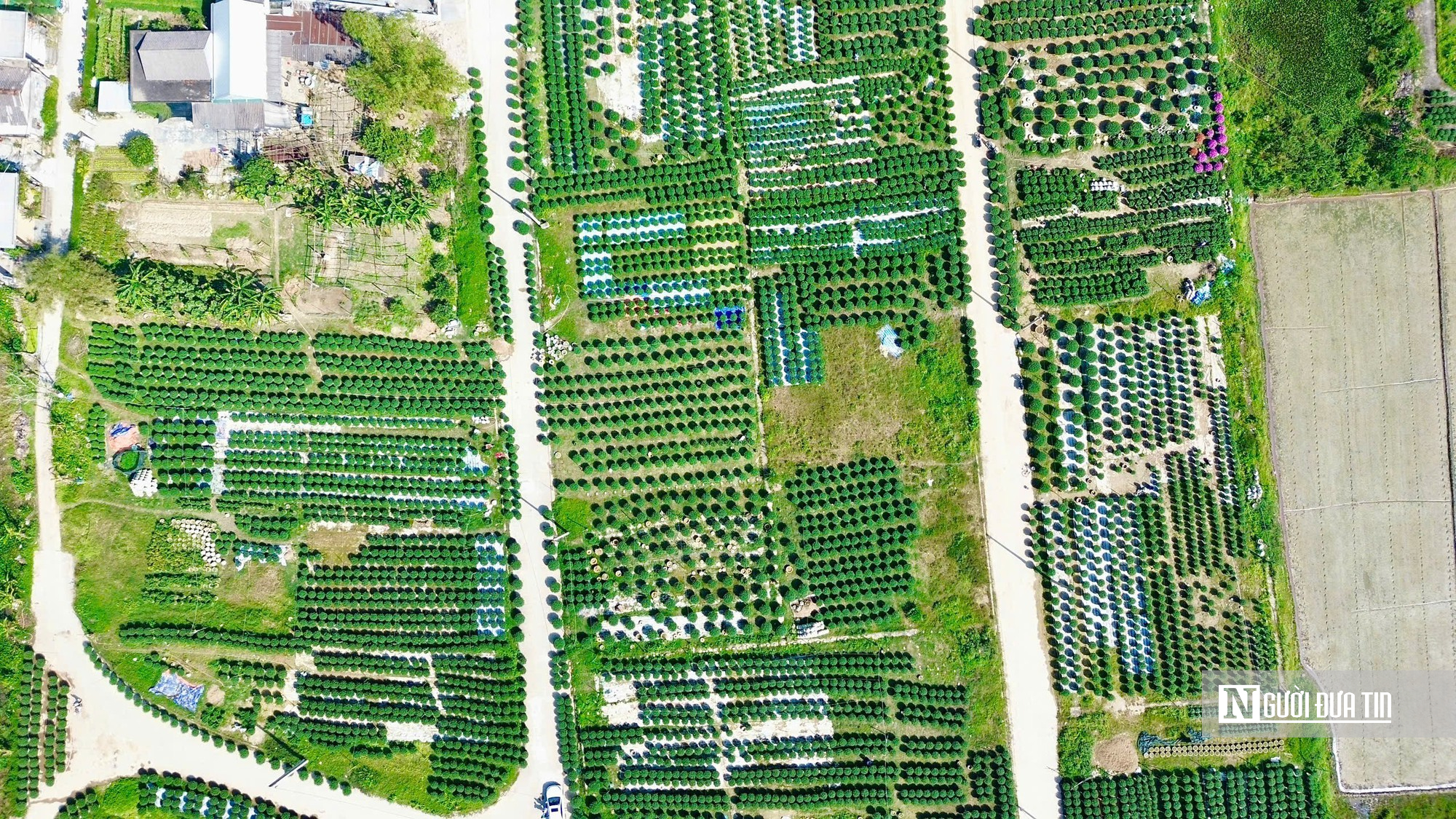 Người trồng hoa Tết ở Huế bước v&agrave;o giai đoạn "chạy nước r&uacute;t"- Ảnh 1.