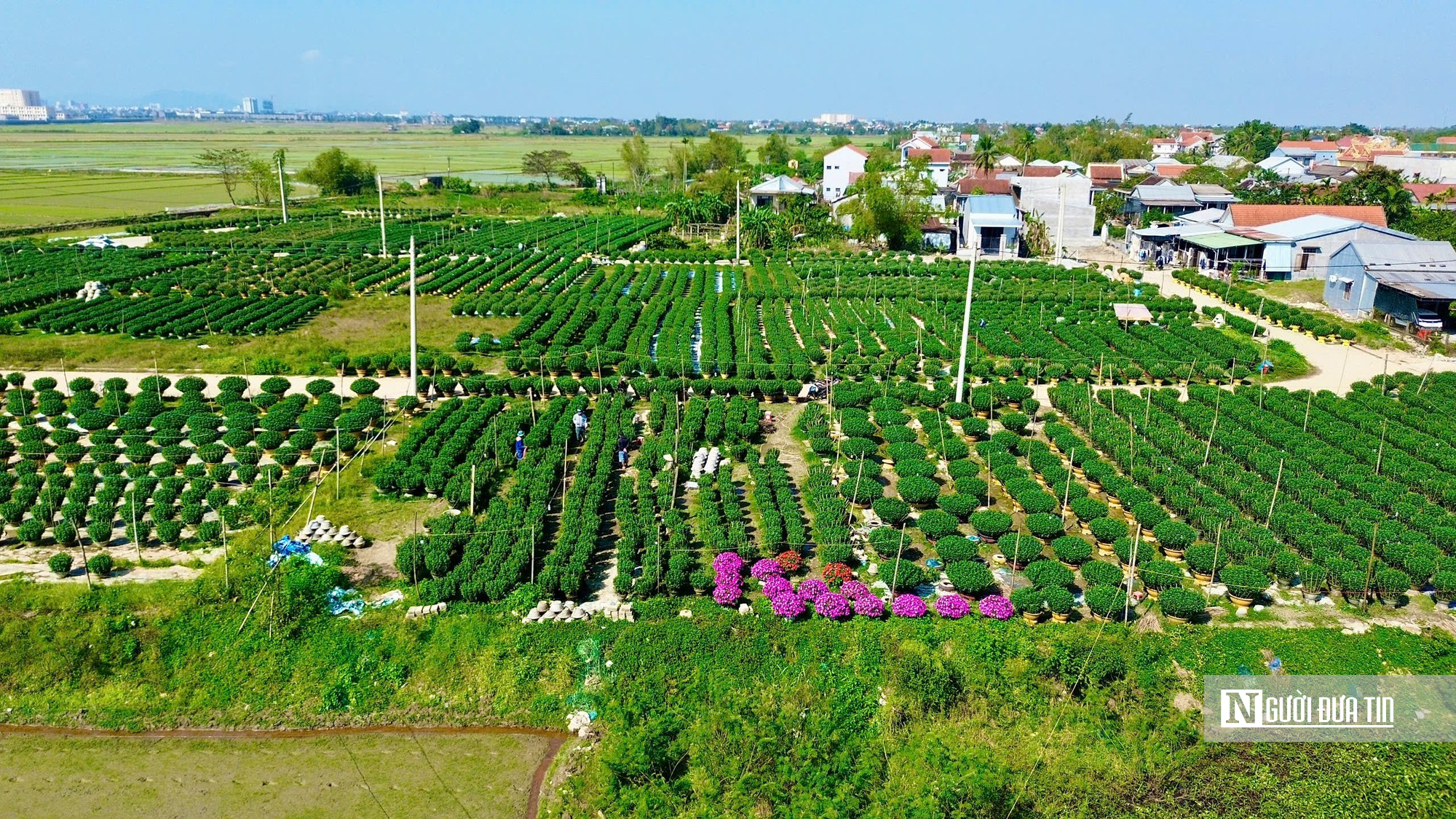 Người trồng hoa Tết ở Huế bước v&agrave;o giai đoạn "chạy nước r&uacute;t"- Ảnh 2.