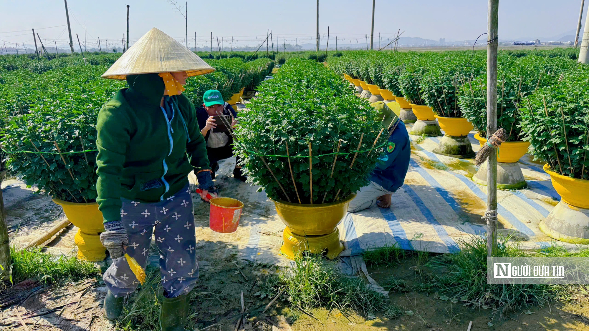 Người trồng hoa Tết ở Huế bước v&agrave;o giai đoạn "chạy nước r&uacute;t"- Ảnh 3.