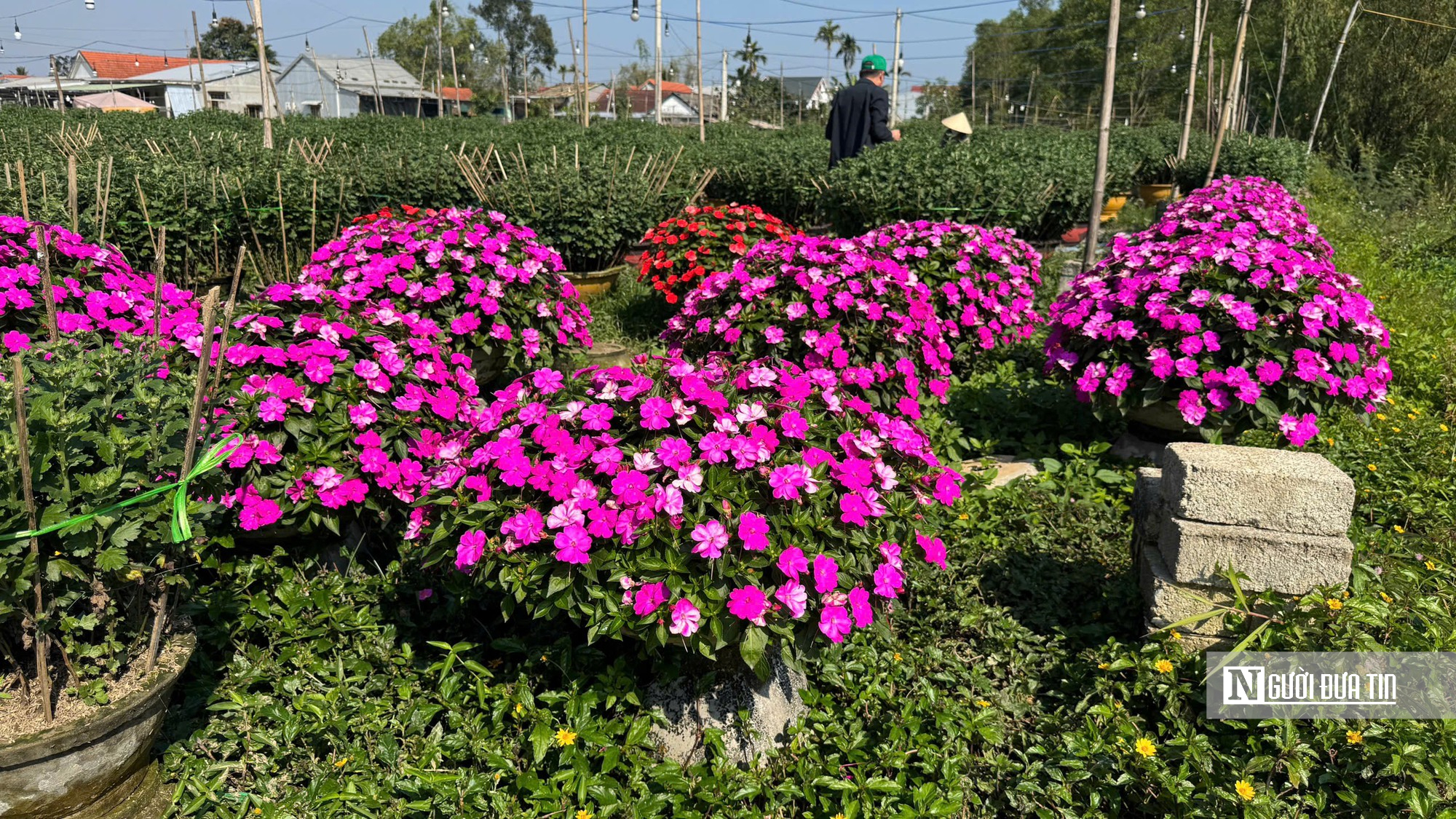 Người trồng hoa Tết ở Huế bước v&agrave;o giai đoạn "chạy nước r&uacute;t"- Ảnh 4.