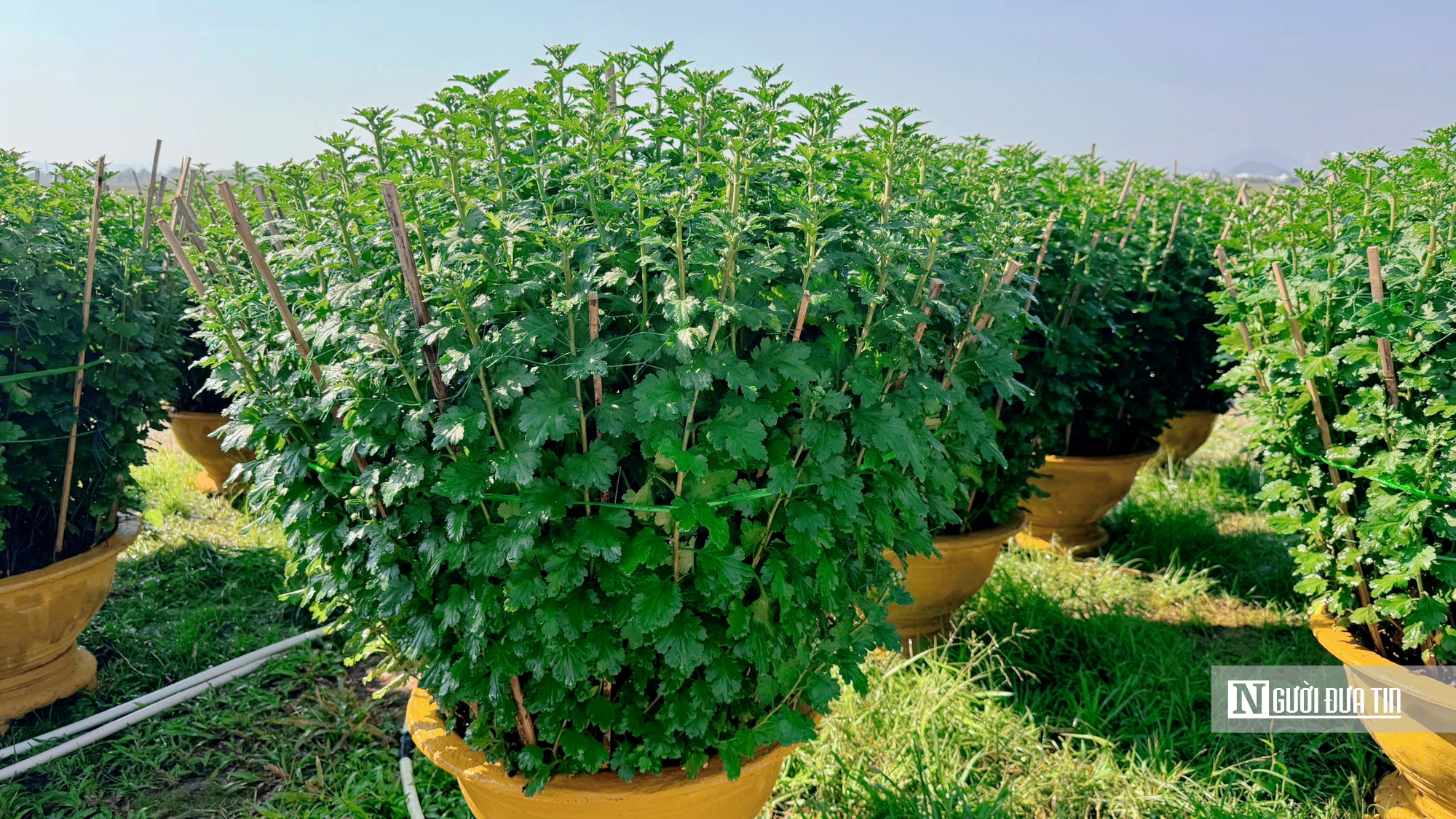 Người trồng hoa Tết ở Huế bước v&agrave;o giai đoạn "chạy nước r&uacute;t"- Ảnh 5.