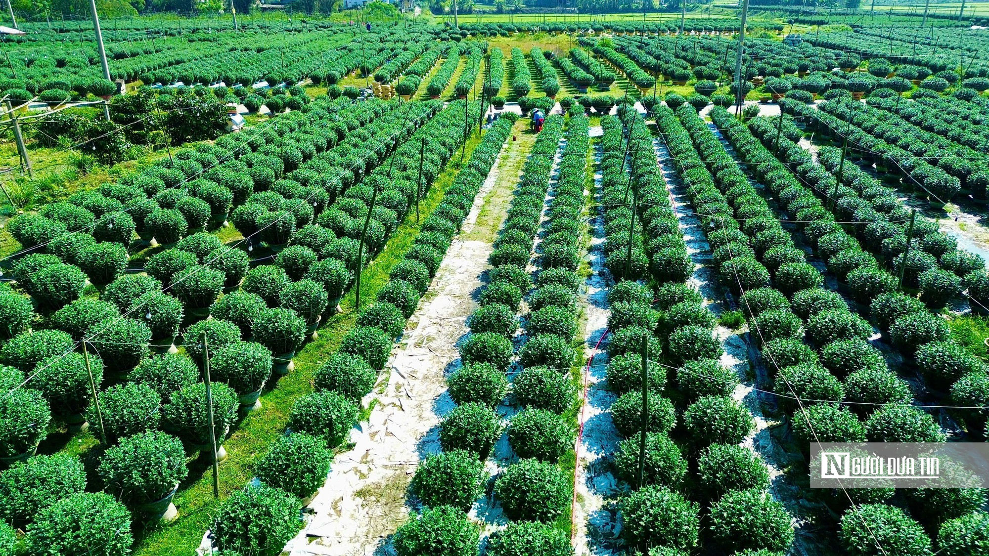 Người trồng hoa Tết ở Huế bước v&agrave;o giai đoạn "chạy nước r&uacute;t"- Ảnh 6.