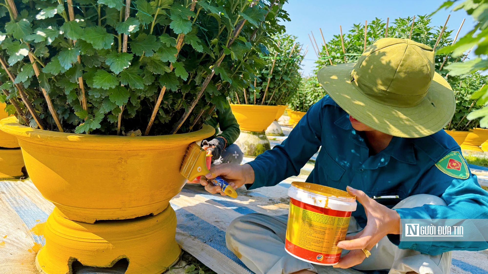 Người trồng hoa Tết ở Huế bước v&agrave;o giai đoạn "chạy nước r&uacute;t"- Ảnh 7.