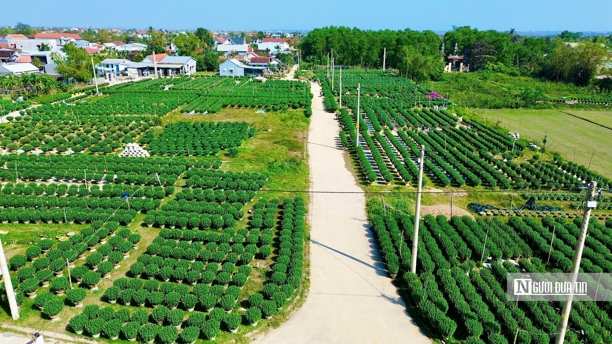 Người trồng hoa Tết ở Huế bước v&agrave;o giai đoạn "chạy nước r&uacute;t"- Ảnh 8.