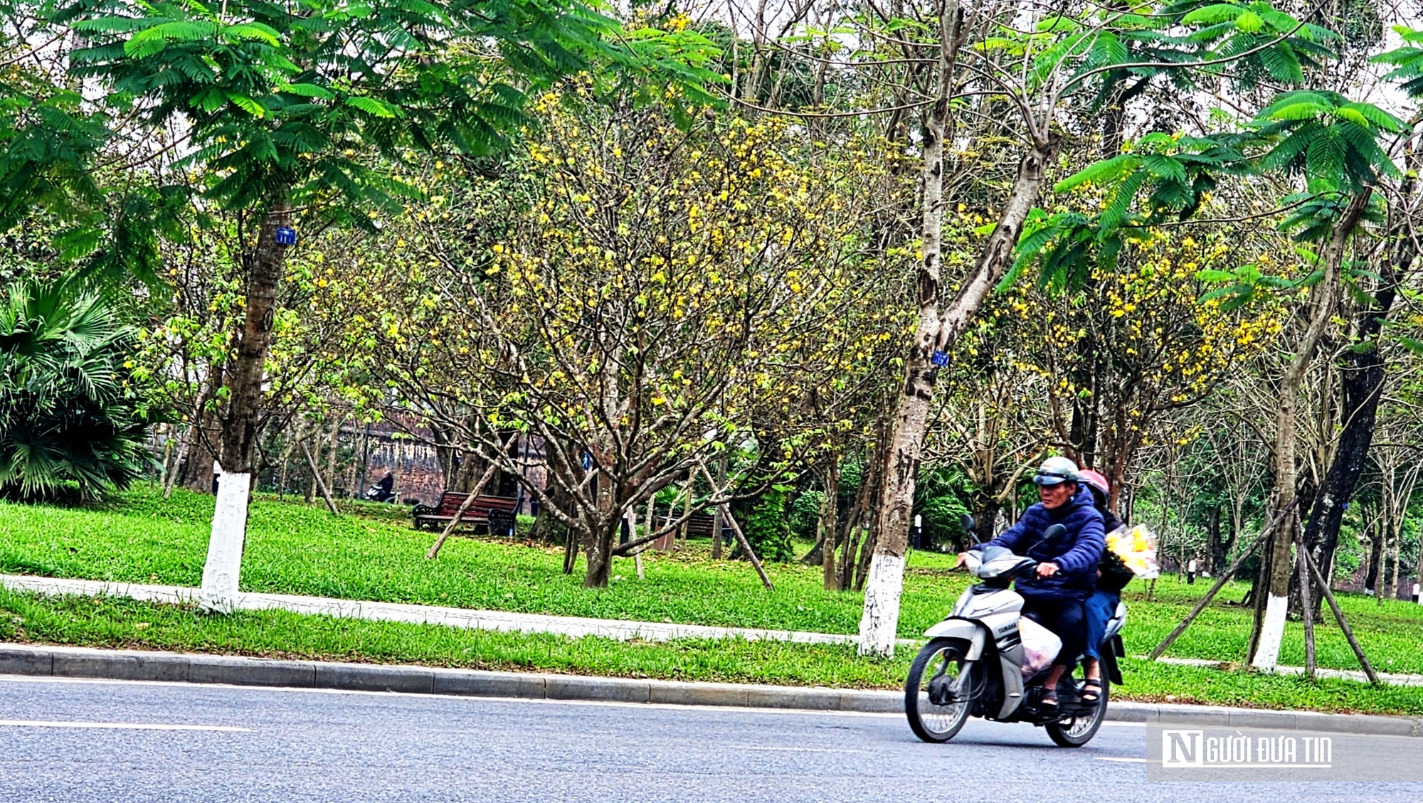 Vườn ho&agrave;ng mai cổ ở Huế nở khoe sắc, b&aacute;o hiệu Tết Nguy&ecirc;n đ&aacute;n cận kề- Ảnh 2.