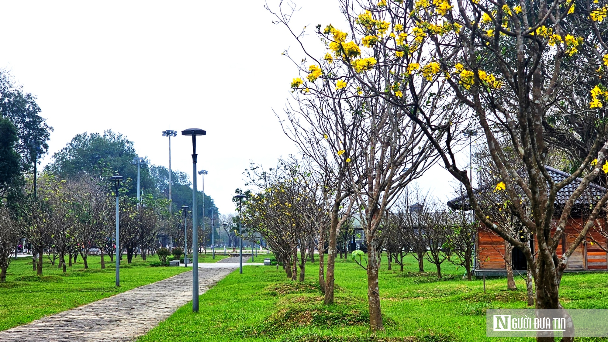 Vườn ho&agrave;ng mai cổ ở Huế nở khoe sắc, b&aacute;o hiệu Tết Nguy&ecirc;n đ&aacute;n cận kề- Ảnh 3.