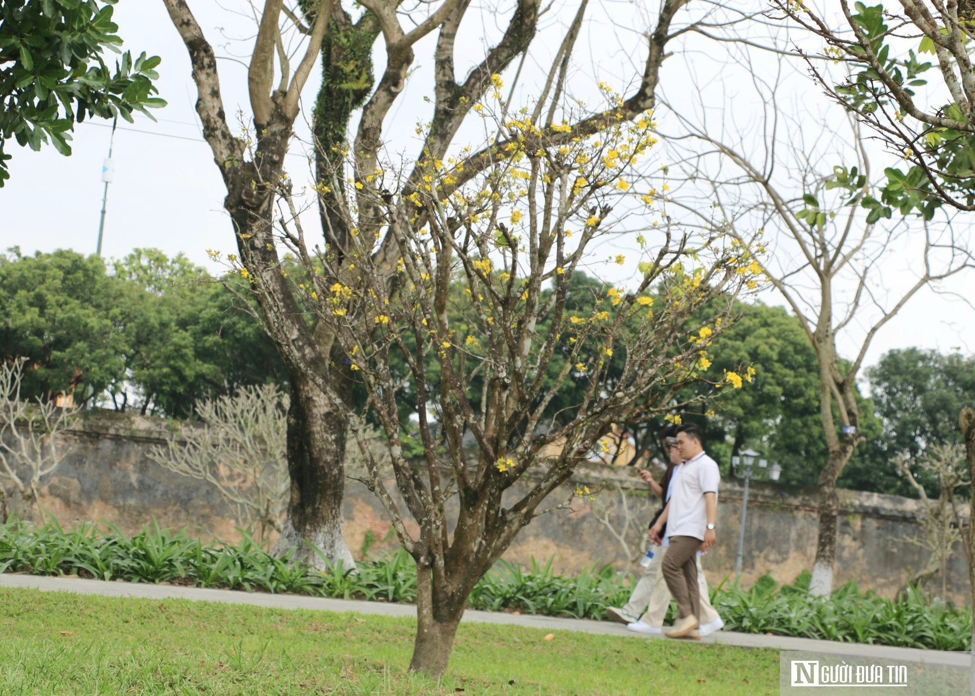 Vườn ho&agrave;ng mai cổ ở Huế nở khoe sắc, b&aacute;o hiệu Tết Nguy&ecirc;n đ&aacute;n cận kề- Ảnh 4.