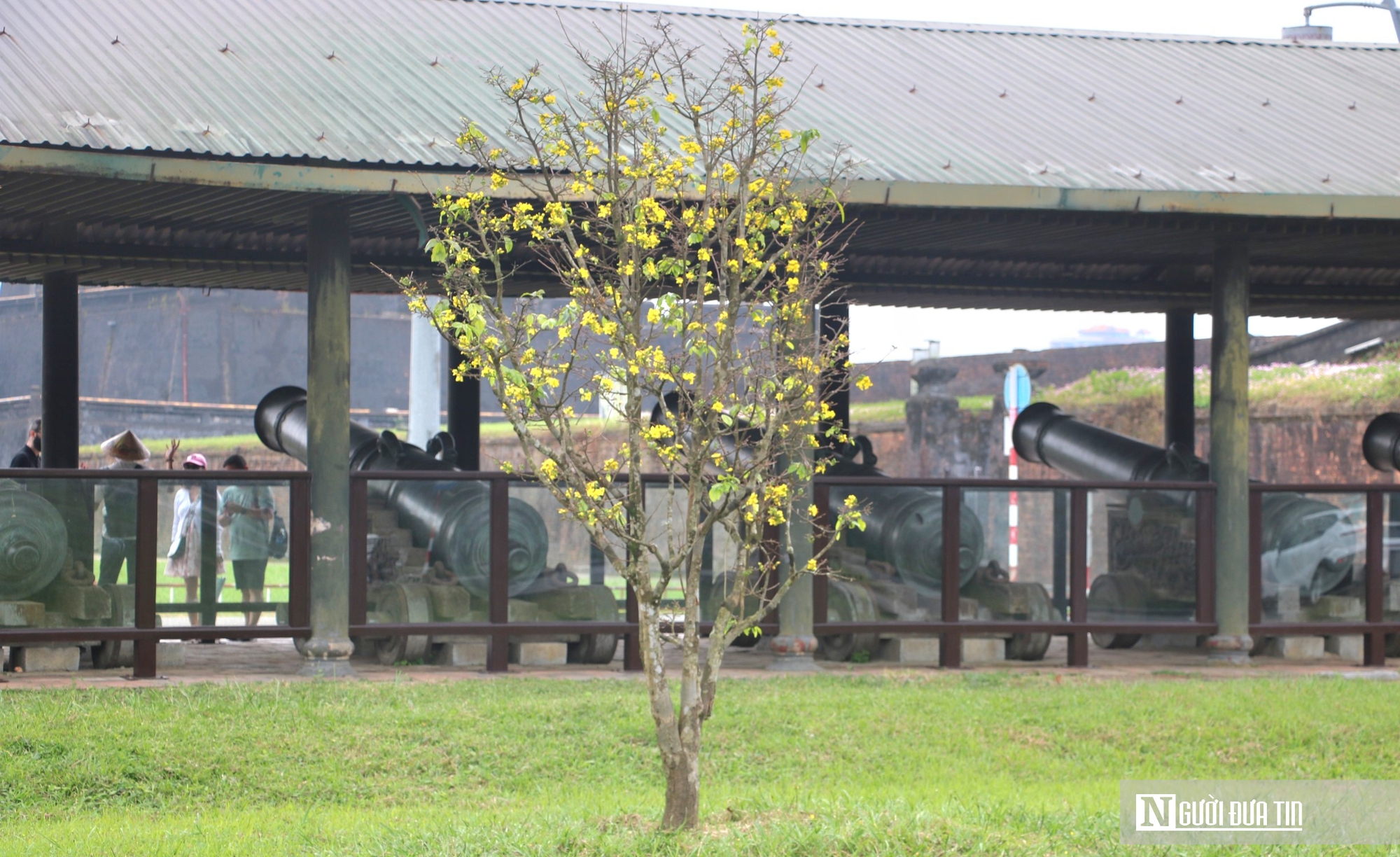 Vườn ho&agrave;ng mai cổ ở Huế nở khoe sắc, b&aacute;o hiệu Tết Nguy&ecirc;n đ&aacute;n cận kề- Ảnh 5.