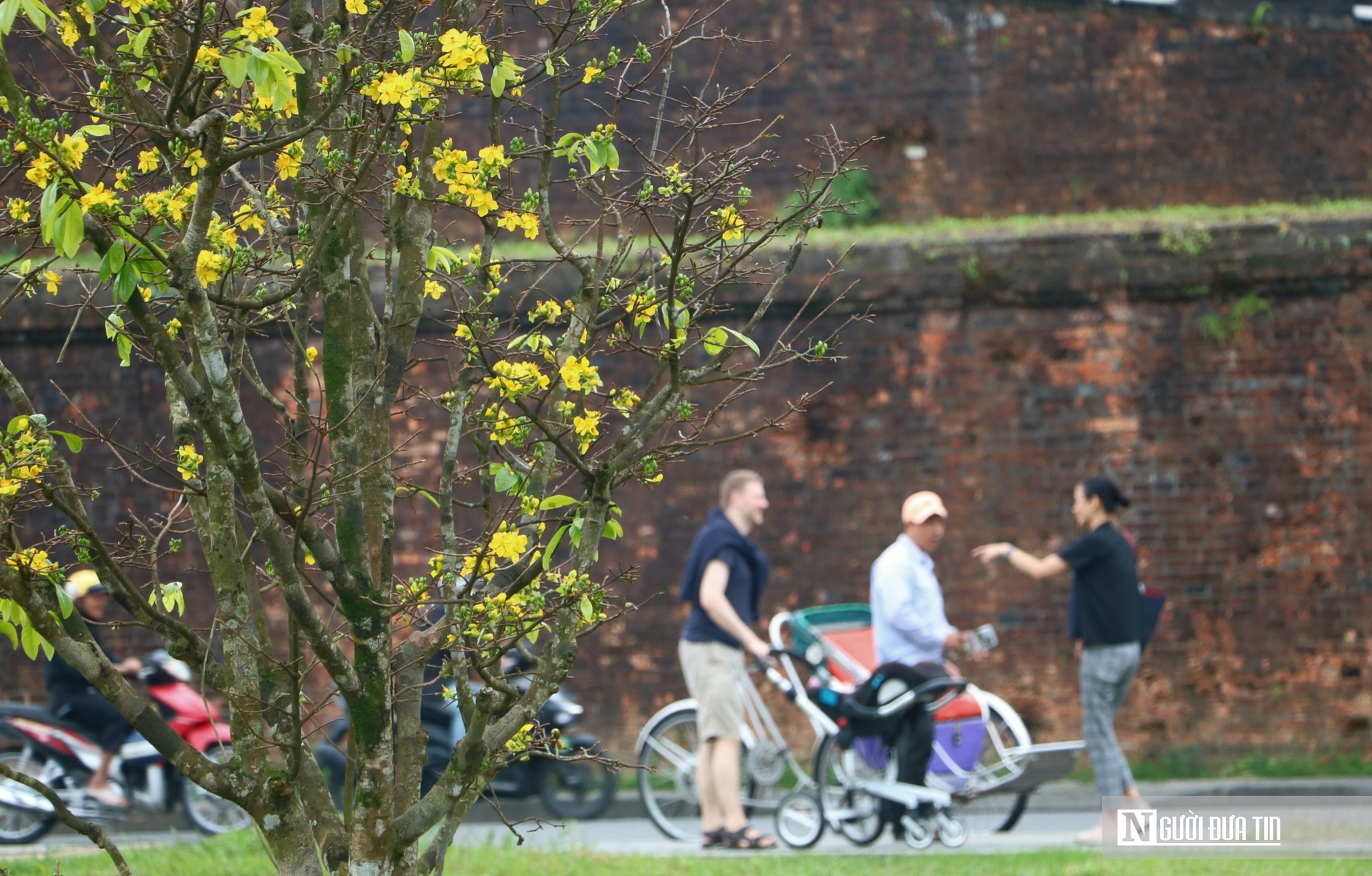 Vườn ho&agrave;ng mai cổ ở Huế nở khoe sắc, b&aacute;o hiệu Tết Nguy&ecirc;n đ&aacute;n cận kề- Ảnh 7.