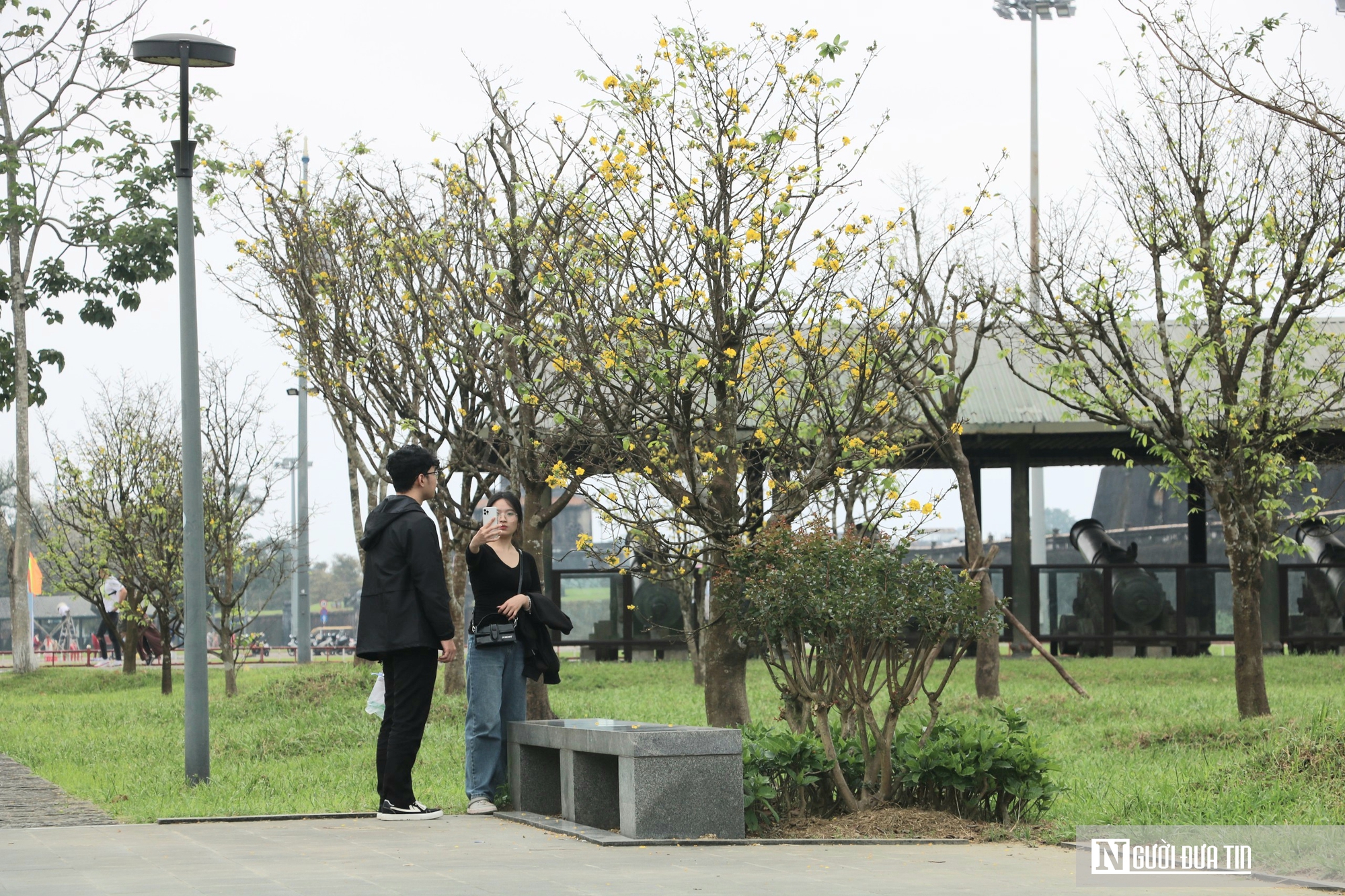 Vườn ho&agrave;ng mai cổ ở Huế nở khoe sắc, b&aacute;o hiệu Tết Nguy&ecirc;n đ&aacute;n cận kề- Ảnh 8.