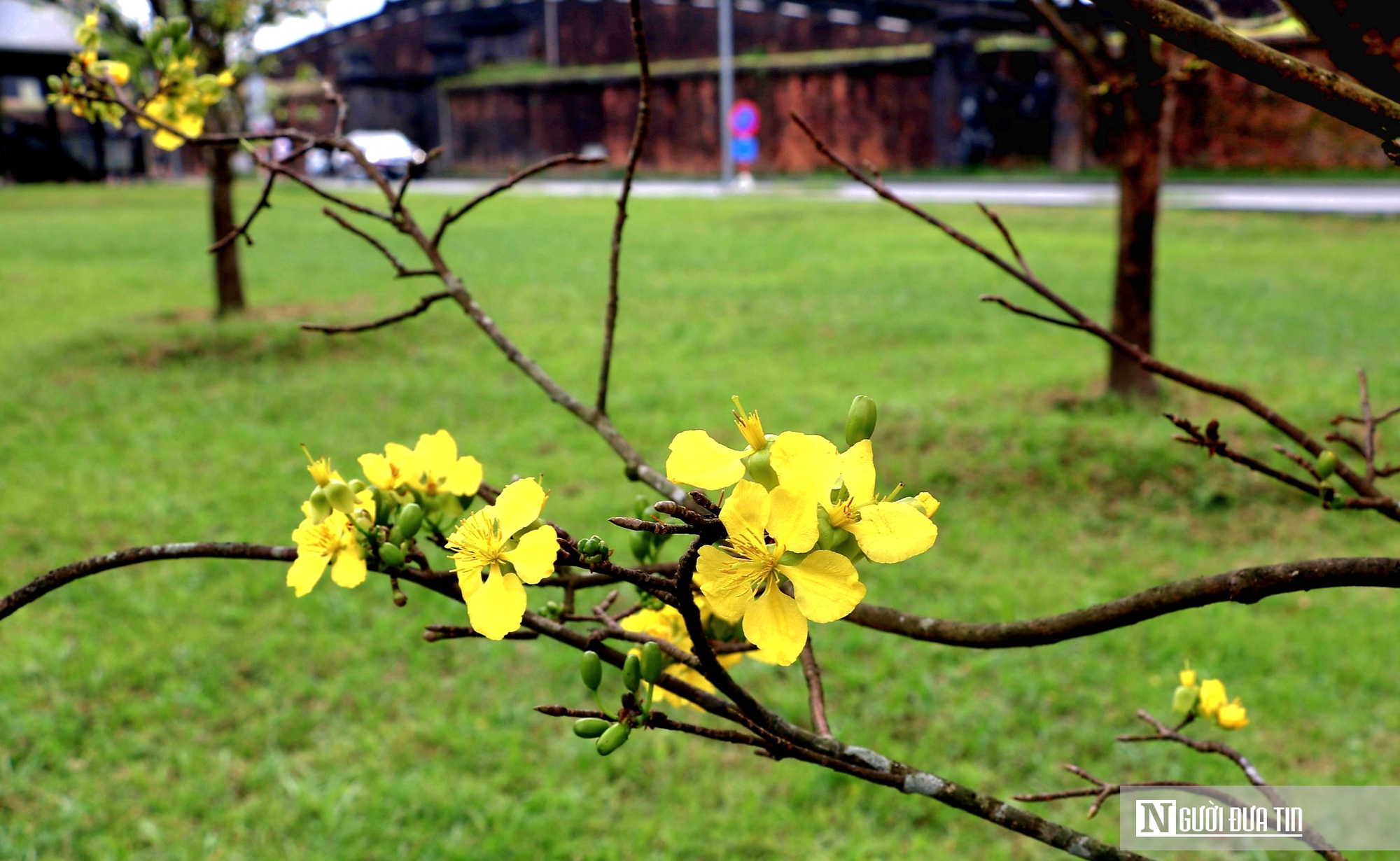 Vườn ho&agrave;ng mai cổ ở Huế nở khoe sắc, b&aacute;o hiệu Tết Nguy&ecirc;n đ&aacute;n cận kề- Ảnh 9.