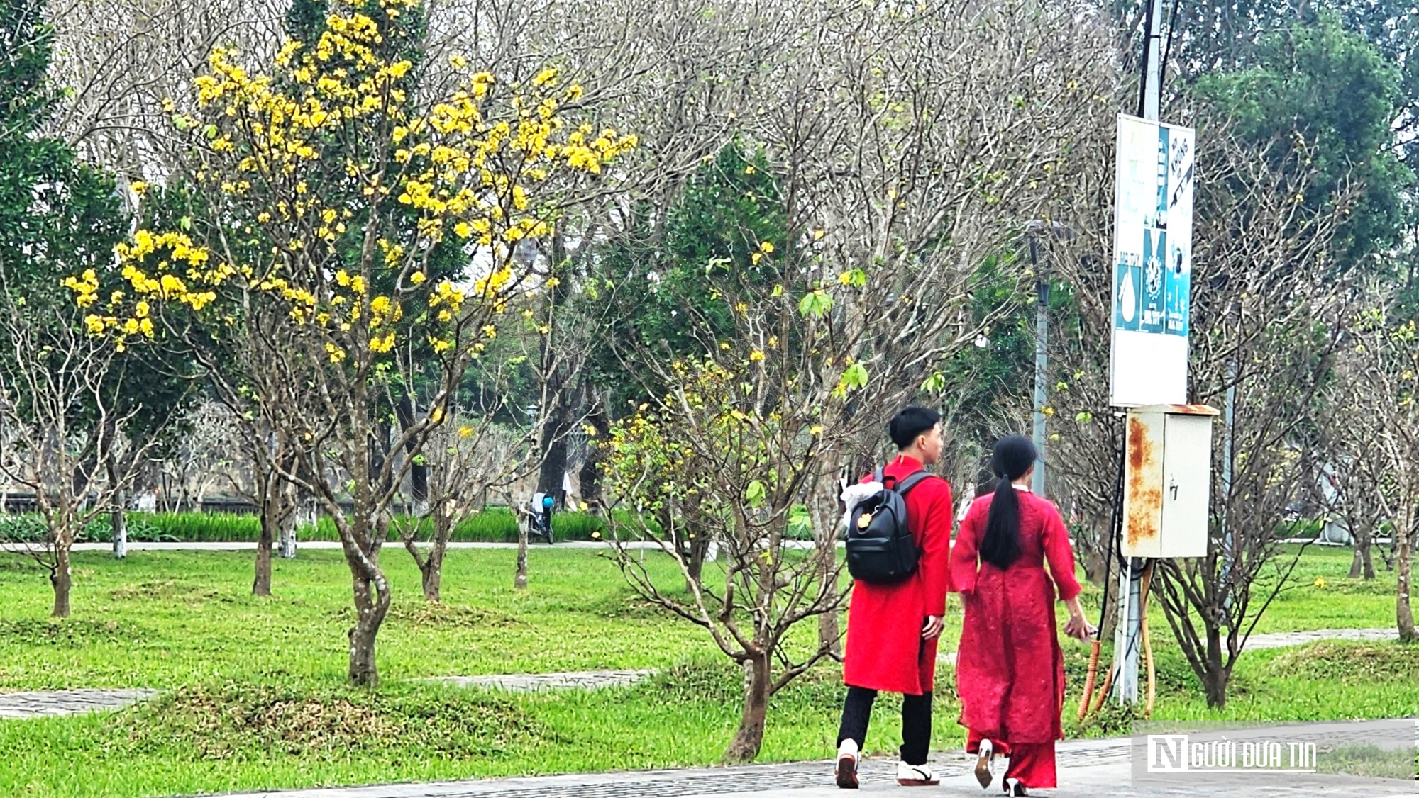 Vườn ho&agrave;ng mai cổ ở Huế nở khoe sắc, b&aacute;o hiệu Tết Nguy&ecirc;n đ&aacute;n cận kề- Ảnh 10.