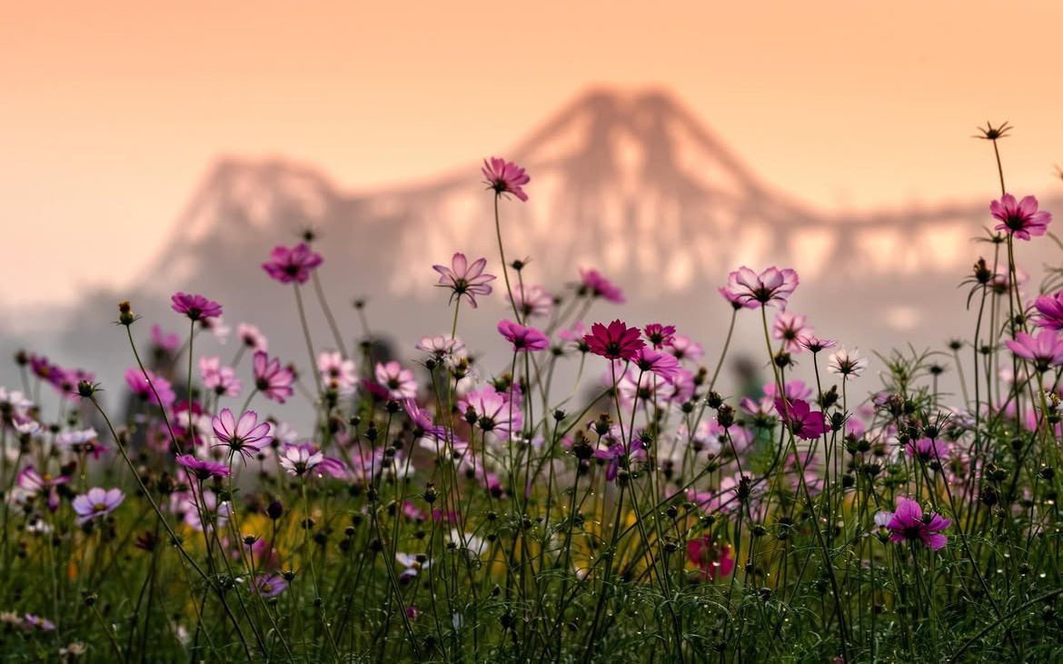 Nh&agrave; vườn Tp.HCM tất bật "chăm hoa, đ&oacute;n xu&acirc;n"- Ảnh 21.