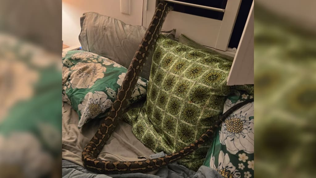 Tỉnh giấc giữa đêm, người phụ nữ sốc nặng khi thấy thứ nằm trên ngực- Ảnh 1. Tỉnh giấc giữa đêm, người phụ nữ sốc nặng khi thấy thứ nằm trên ngực- Ảnh 1.