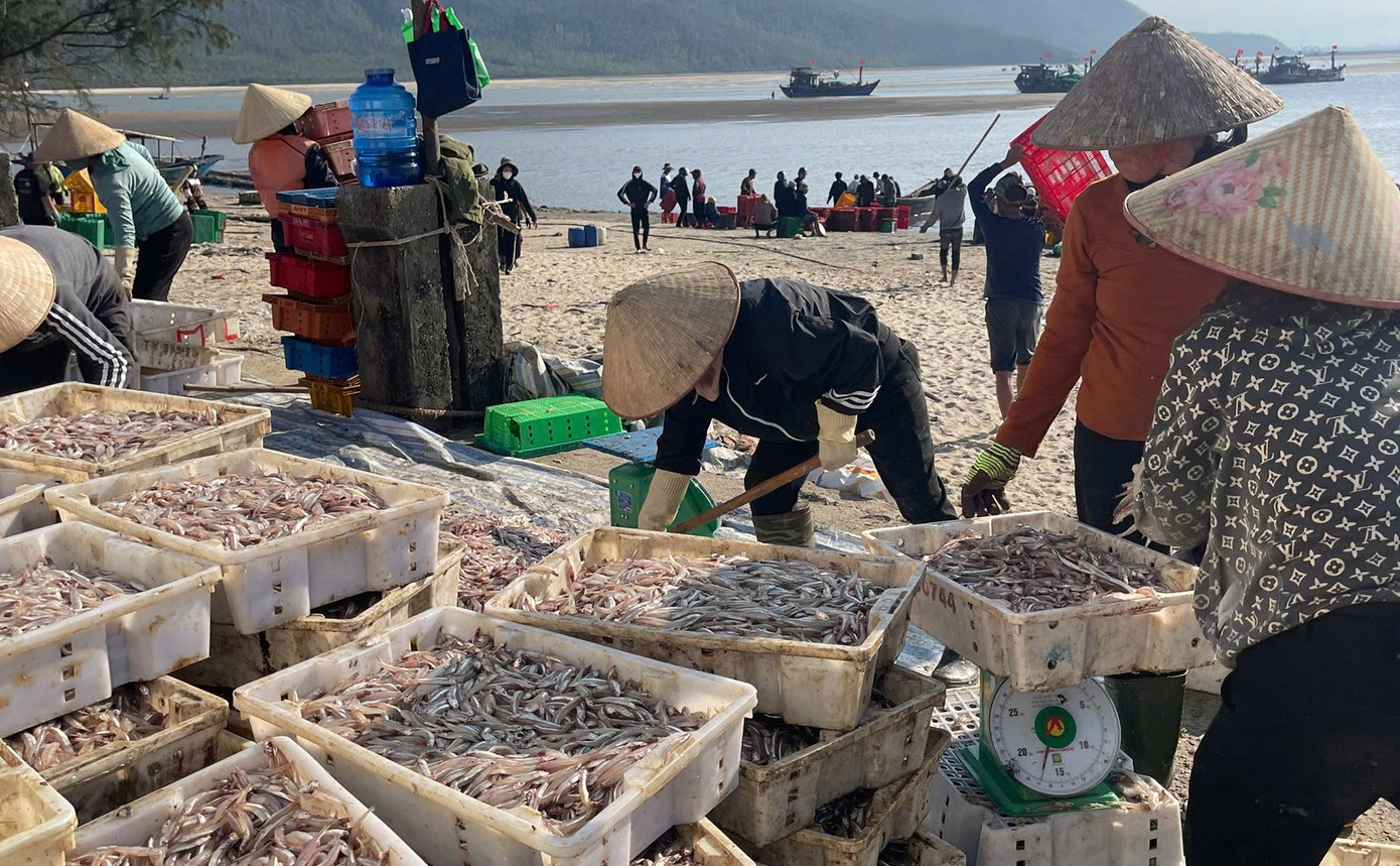 Ngư d&acirc;n H&agrave; Tĩnh tr&uacute;ng đậm &lsquo;lộc biển&rsquo;, thu tiền triệu mỗi ng&agrave;y - Ảnh 5.