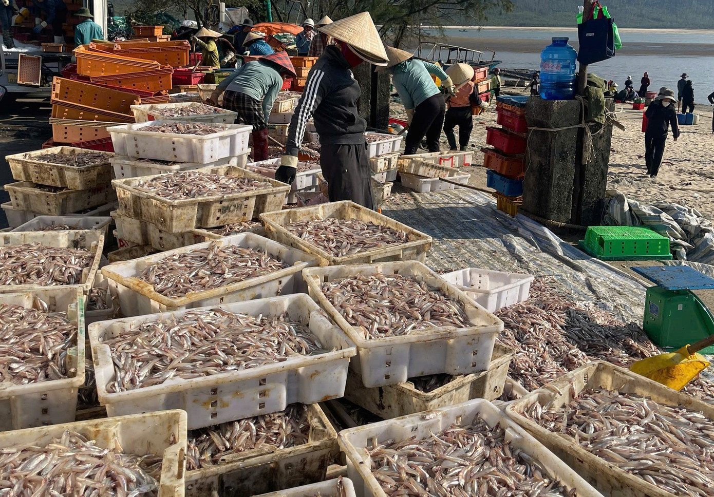 Ngư d&acirc;n H&agrave; Tĩnh tr&uacute;ng đậm &lsquo;lộc biển&rsquo;, thu tiền triệu mỗi ng&agrave;y - Ảnh 7.