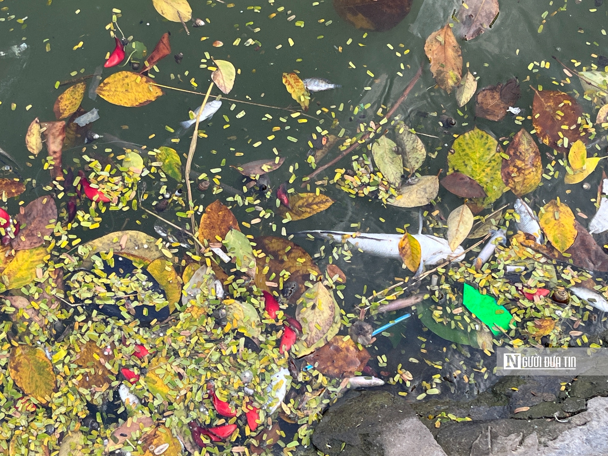 Hồ điều hòa Mai Dịch ngập rác, môi trường xuống cấp nghiêm trọng - Ảnh 3.