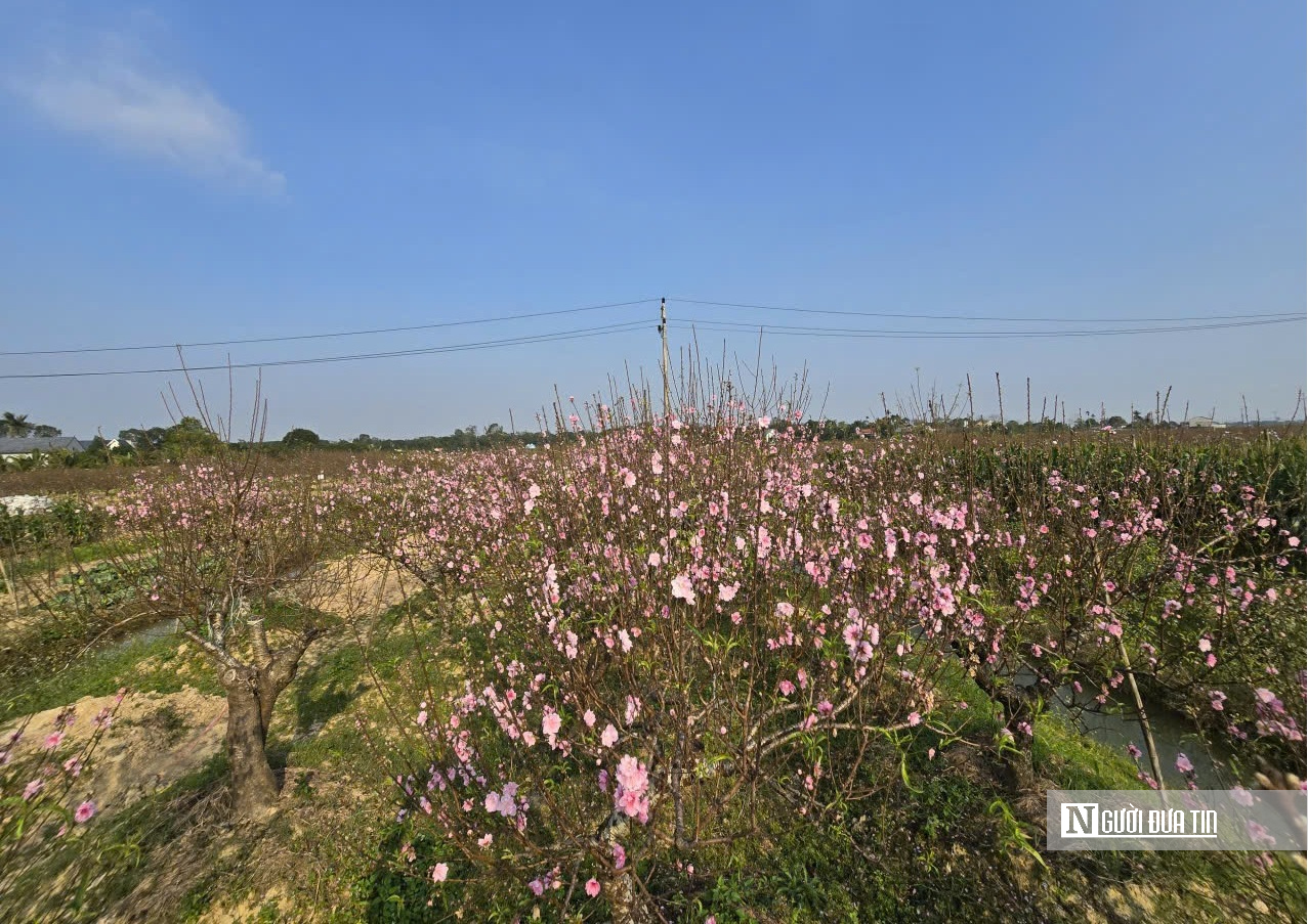 Đ&agrave;o nở sớm v&agrave; giọt nước mắt của người n&ocirc;ng d&acirc;n - Ảnh 1.