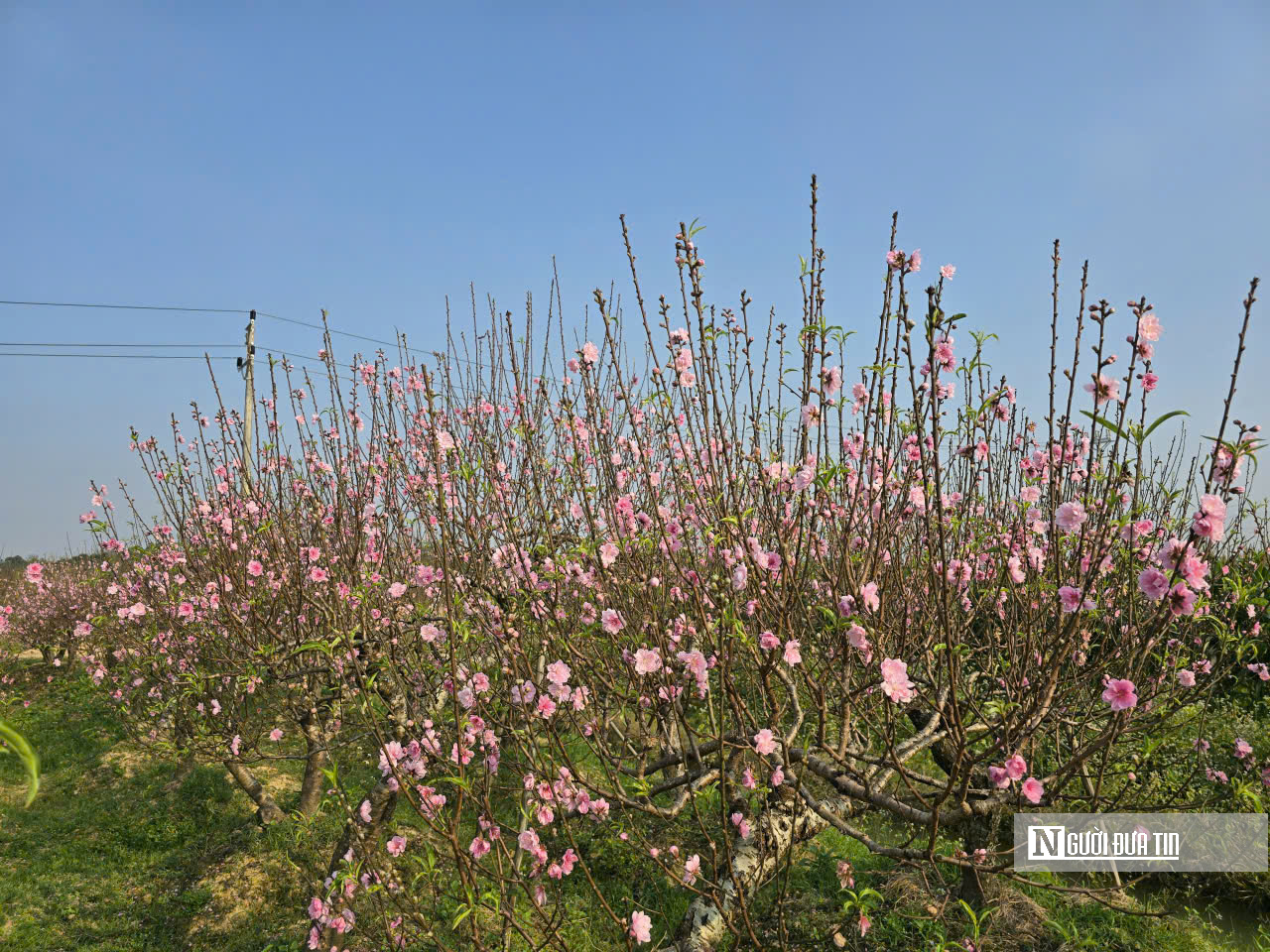 Đ&agrave;o nở sớm v&agrave; giọt nước mắt của người n&ocirc;ng d&acirc;n - Ảnh 2.