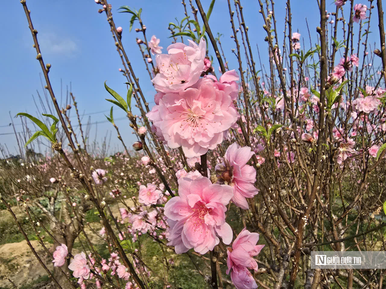 Đ&agrave;o nở sớm v&agrave; giọt nước mắt của người n&ocirc;ng d&acirc;n - Ảnh 3.