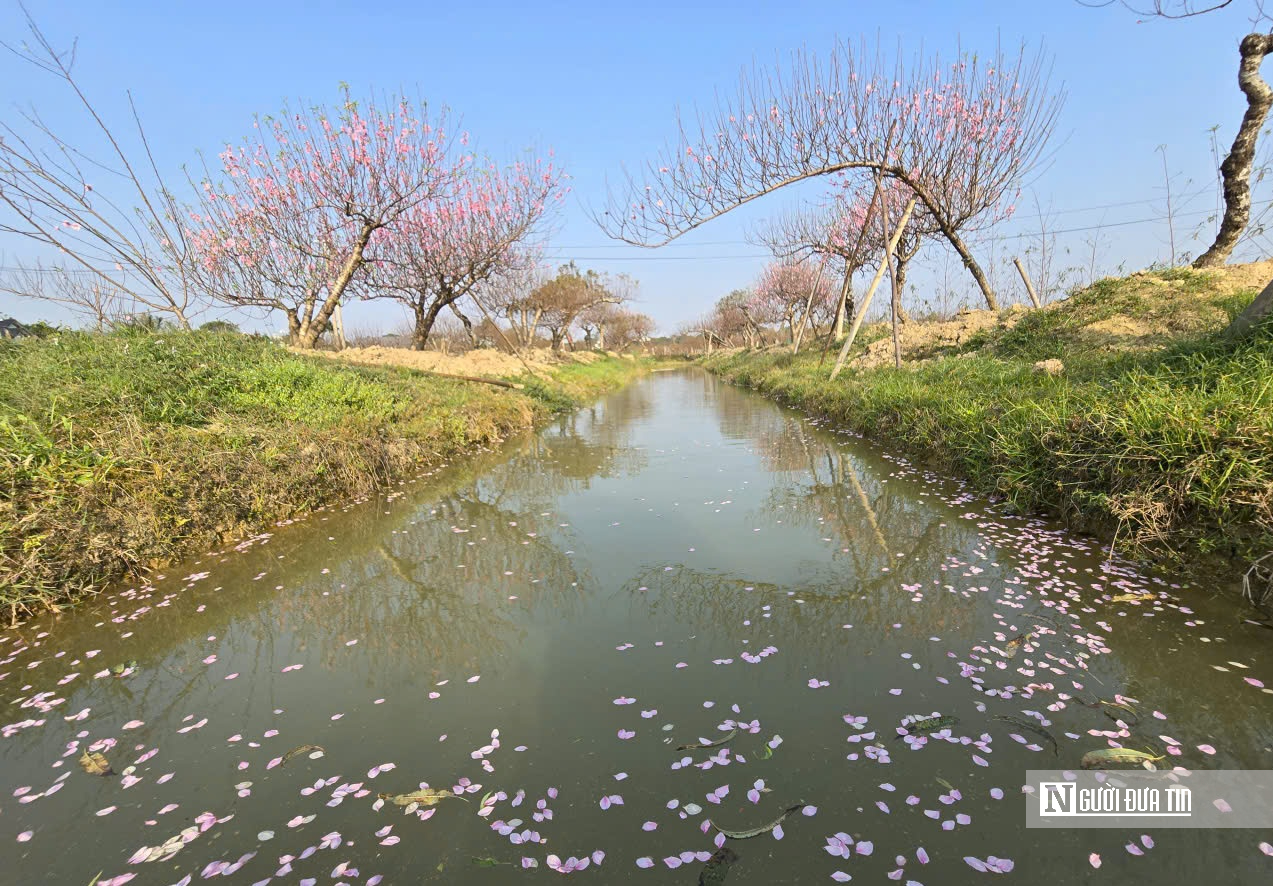 Đ&agrave;o nở sớm v&agrave; giọt nước mắt của người n&ocirc;ng d&acirc;n - Ảnh 13.