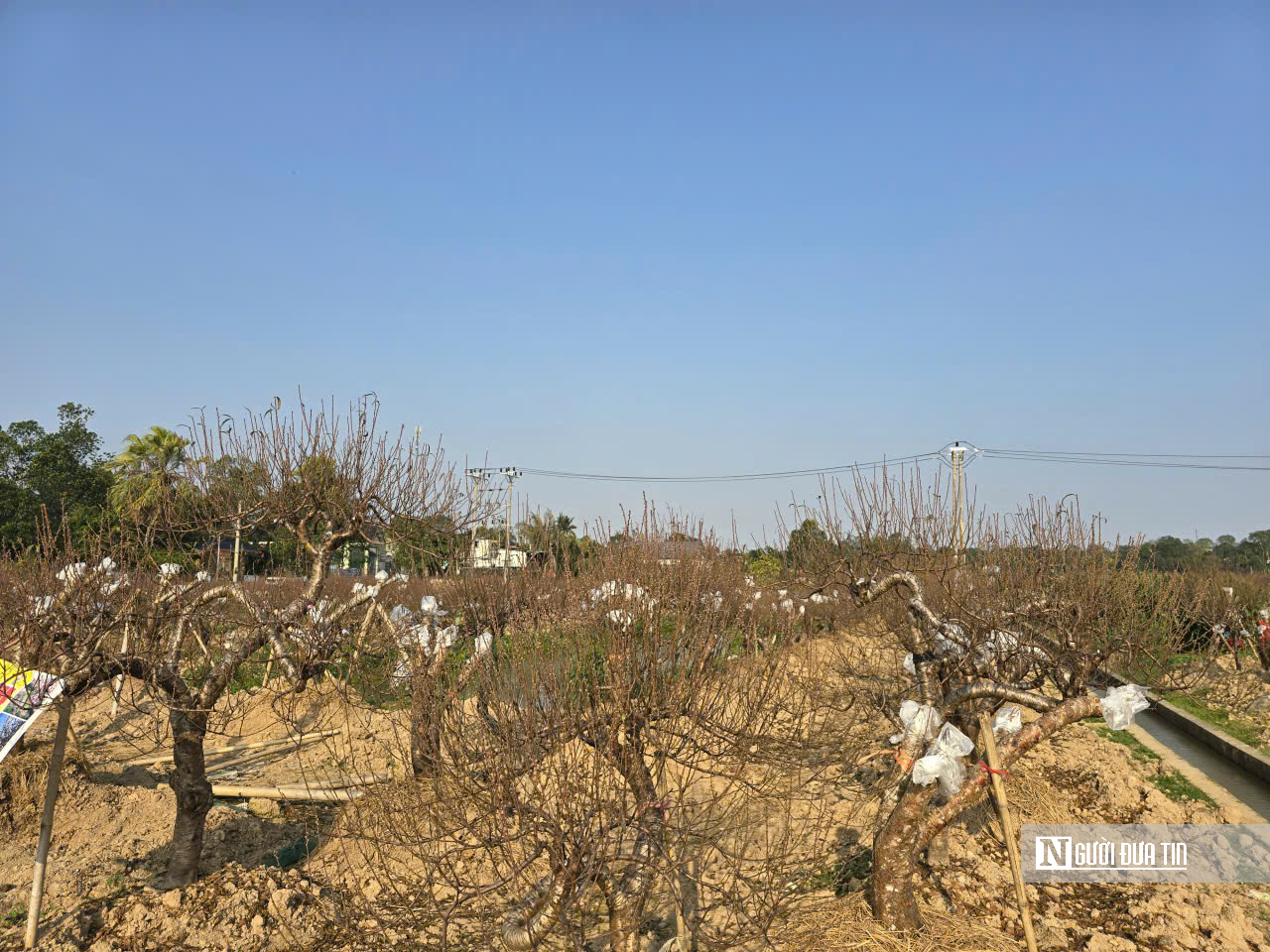 Đ&agrave;o nở sớm v&agrave; giọt nước mắt của người n&ocirc;ng d&acirc;n - Ảnh 12.