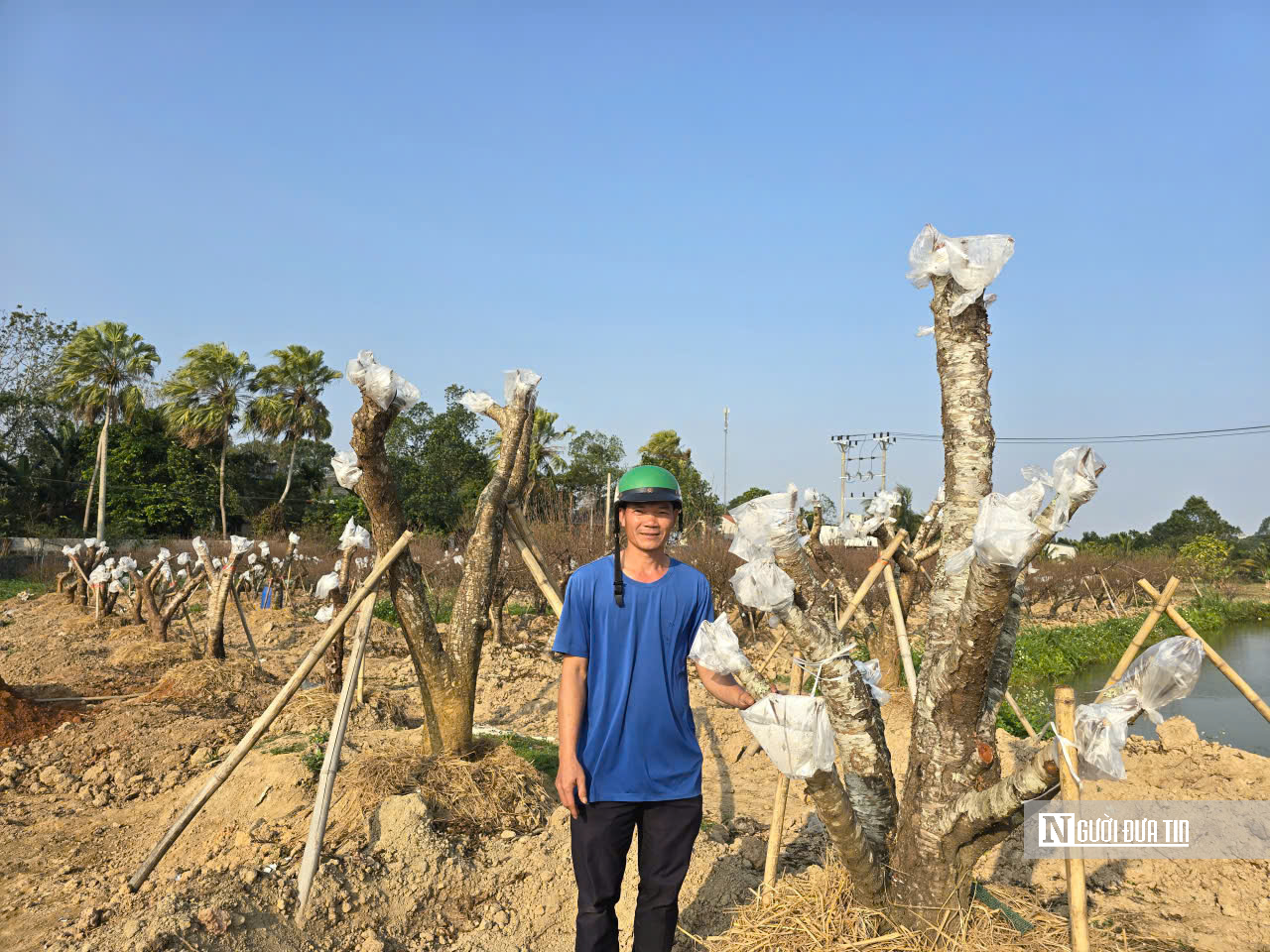 Đ&agrave;o nở sớm v&agrave; giọt nước mắt của người n&ocirc;ng d&acirc;n - Ảnh 11.