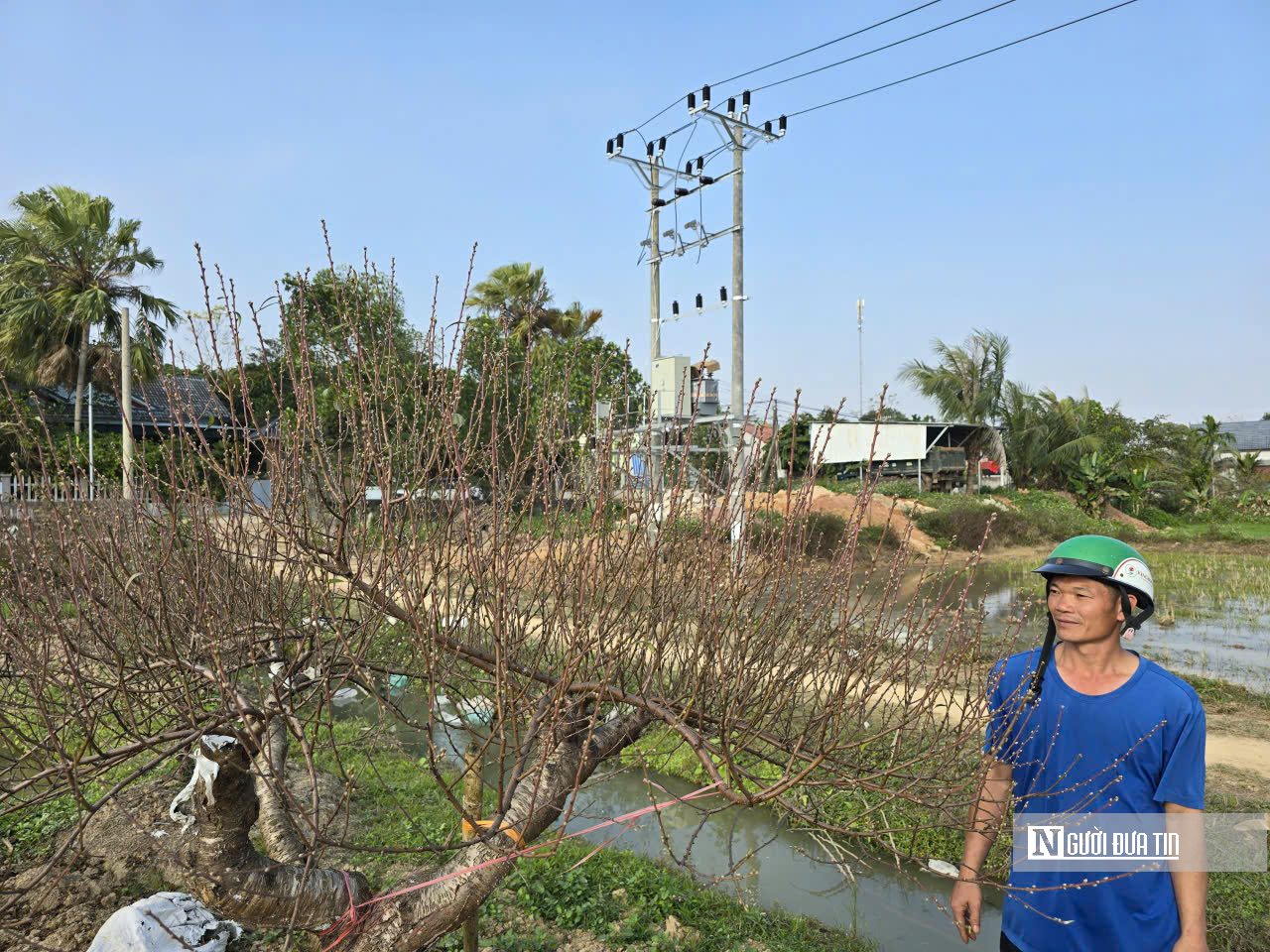 Đ&agrave;o nở sớm v&agrave; giọt nước mắt của người n&ocirc;ng d&acirc;n - Ảnh 10.