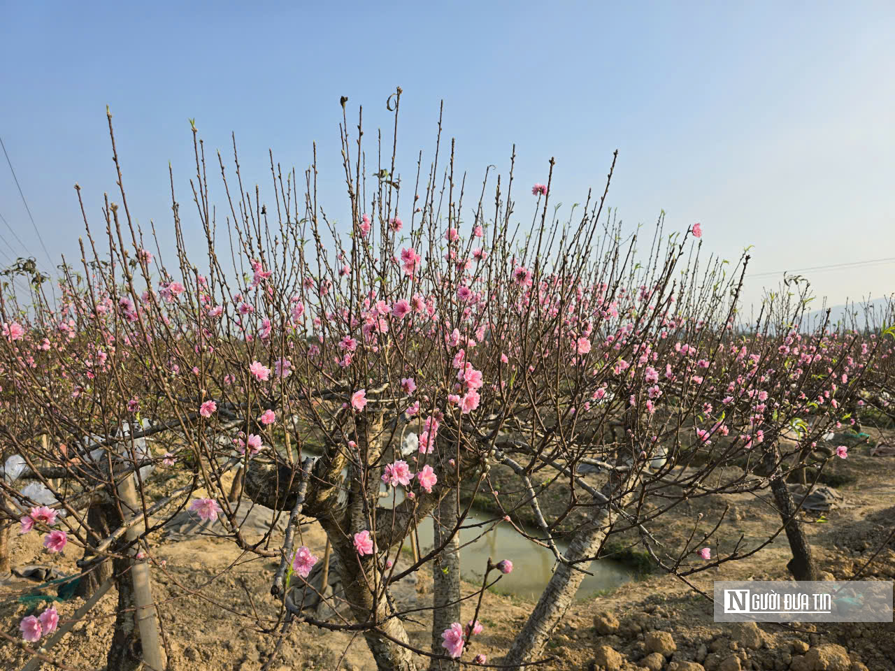 Đ&agrave;o nở sớm v&agrave; giọt nước mắt của người n&ocirc;ng d&acirc;n - Ảnh 9.