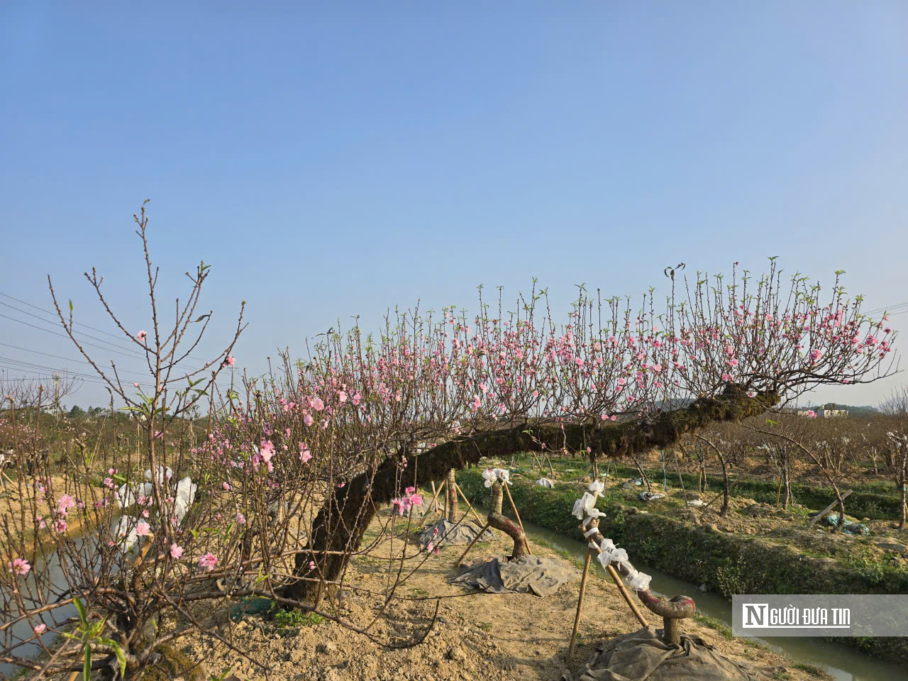 Đ&agrave;o nở sớm v&agrave; giọt nước mắt của người n&ocirc;ng d&acirc;n - Ảnh 8.