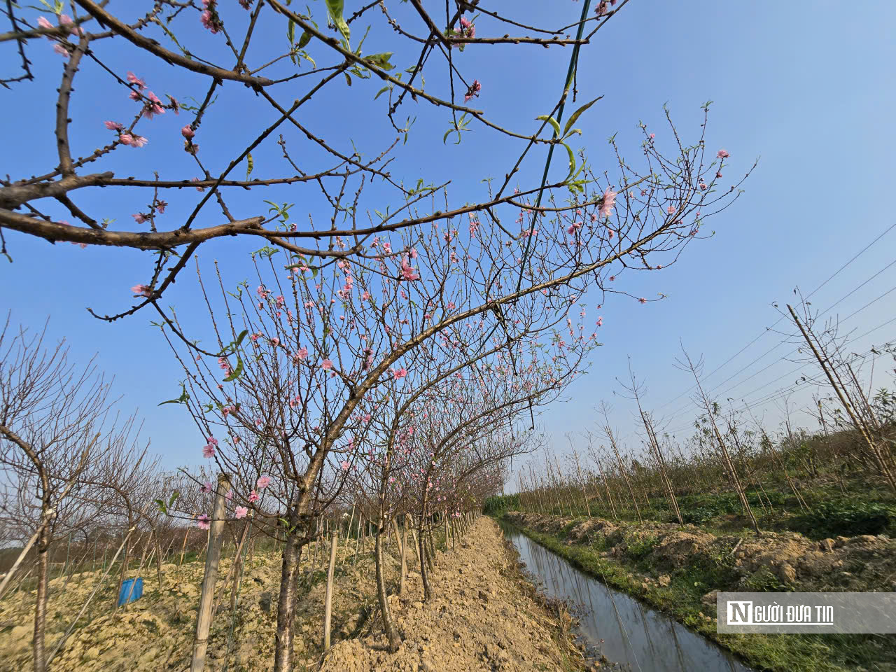 Đ&agrave;o nở sớm v&agrave; giọt nước mắt của người n&ocirc;ng d&acirc;n - Ảnh 7.