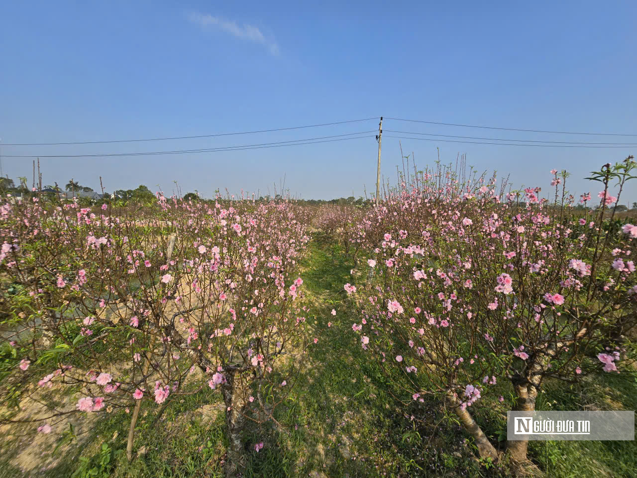 Đ&agrave;o nở sớm v&agrave; giọt nước mắt của người n&ocirc;ng d&acirc;n - Ảnh 6.